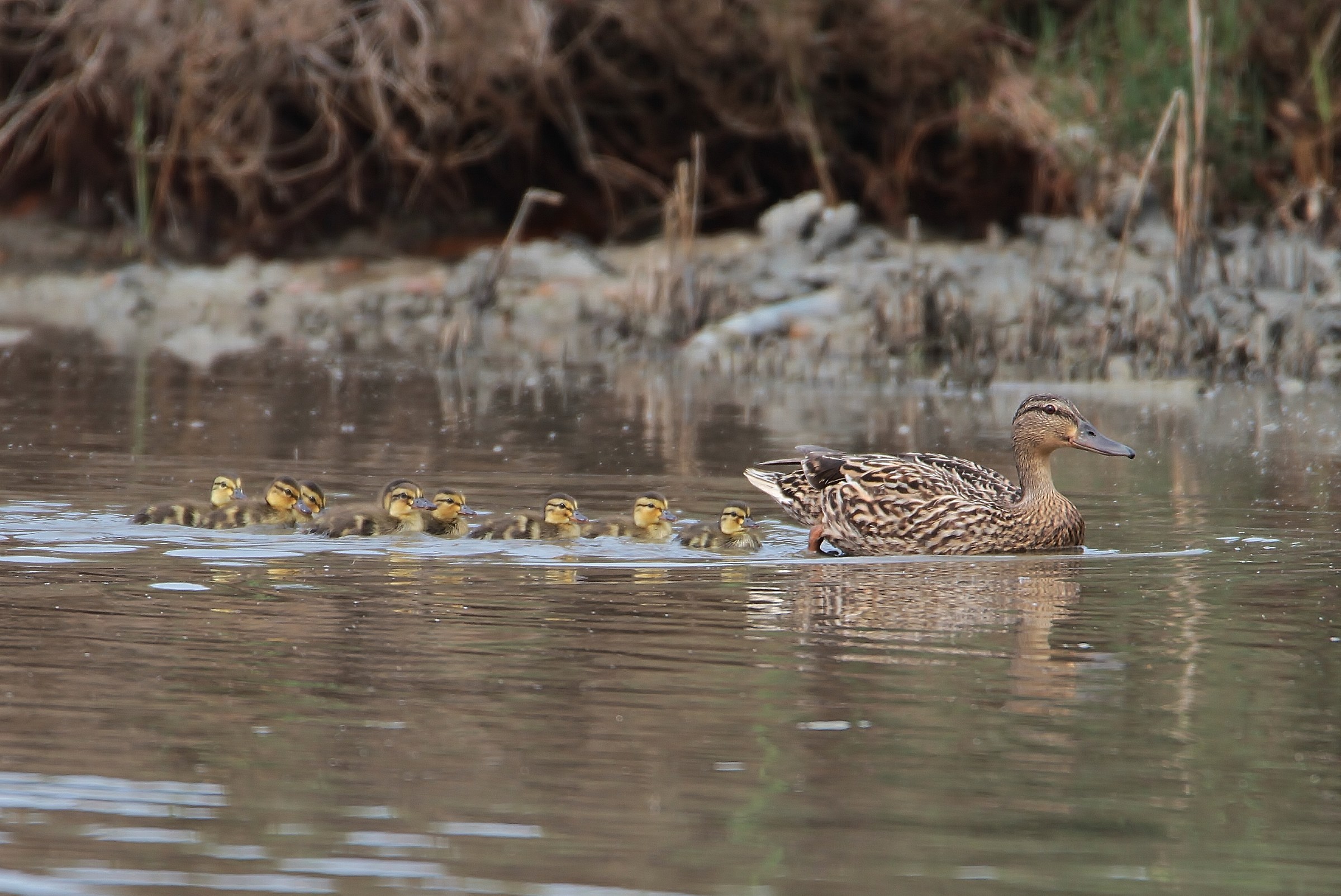 Mallard chicks