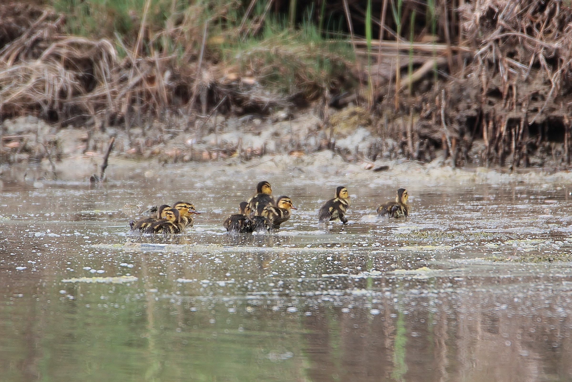 Mallard chicks