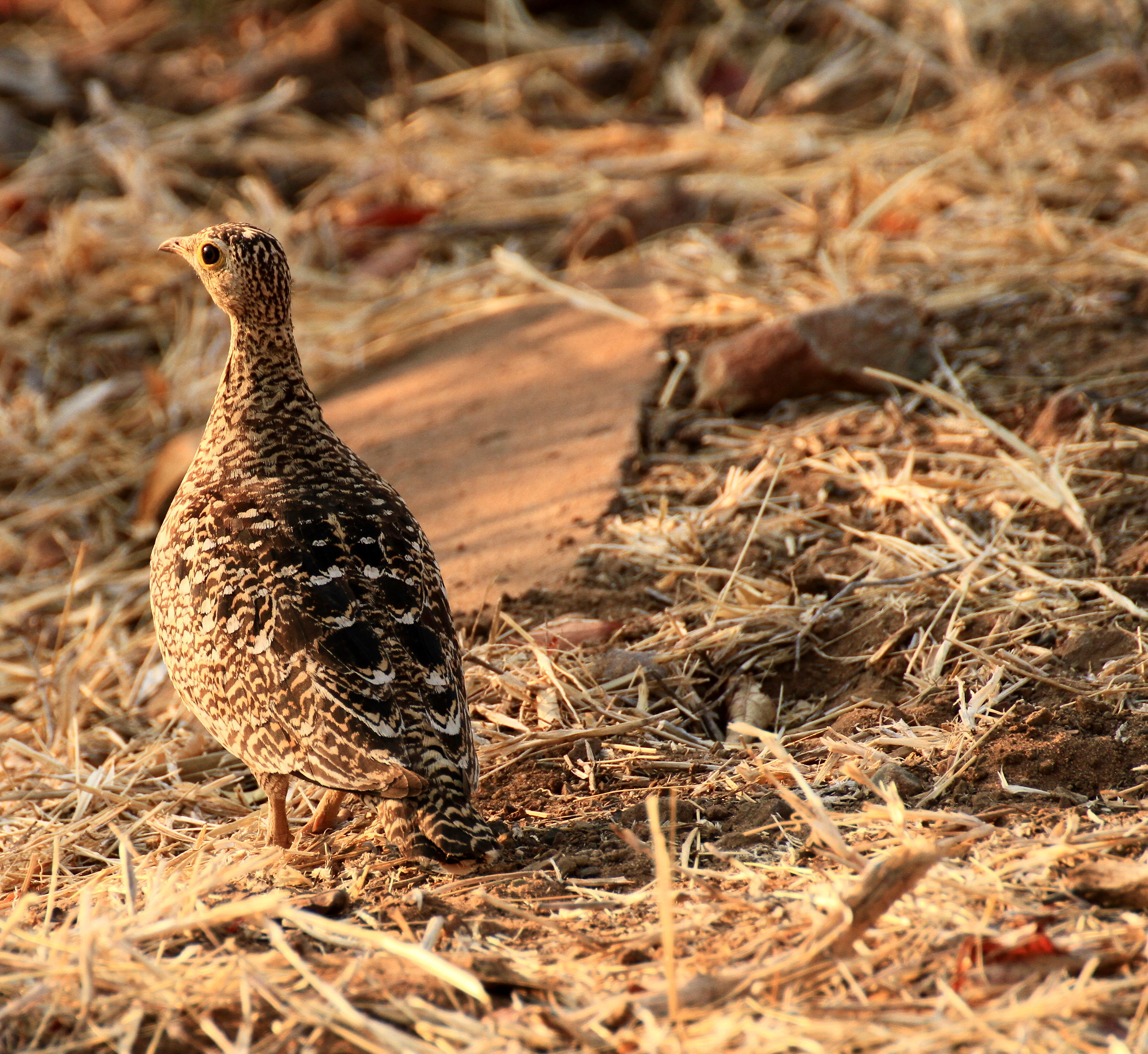 Bustard Ruppell or hazel Natal