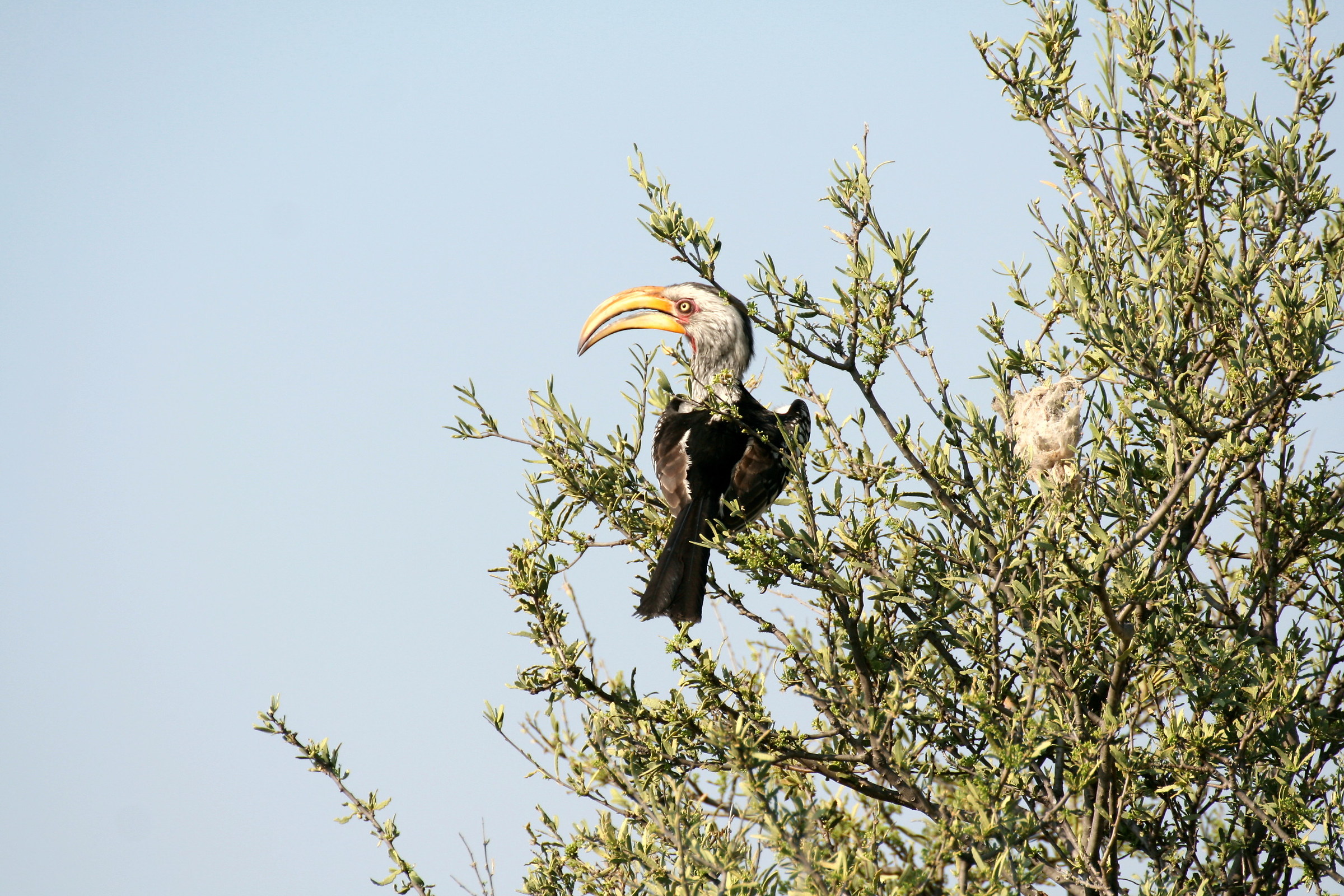 Yellow-billed hornbill
