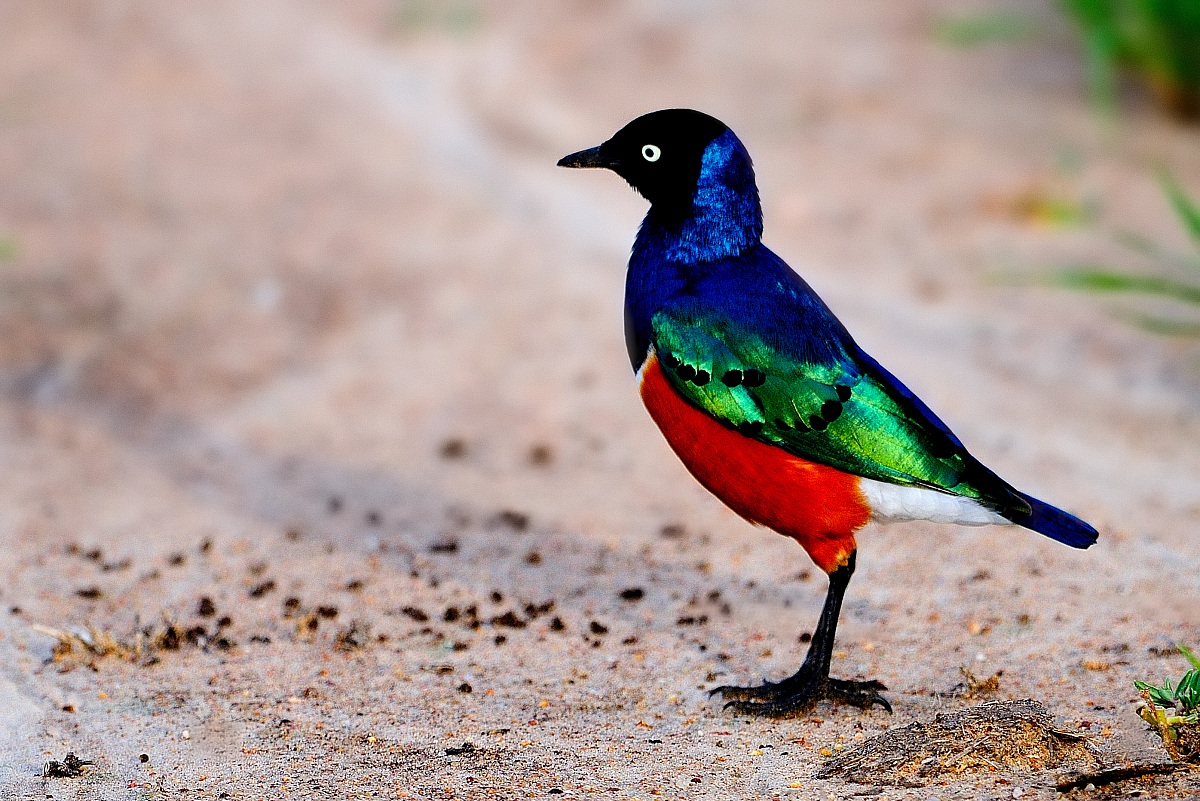 Serengeti -  Storno superbo