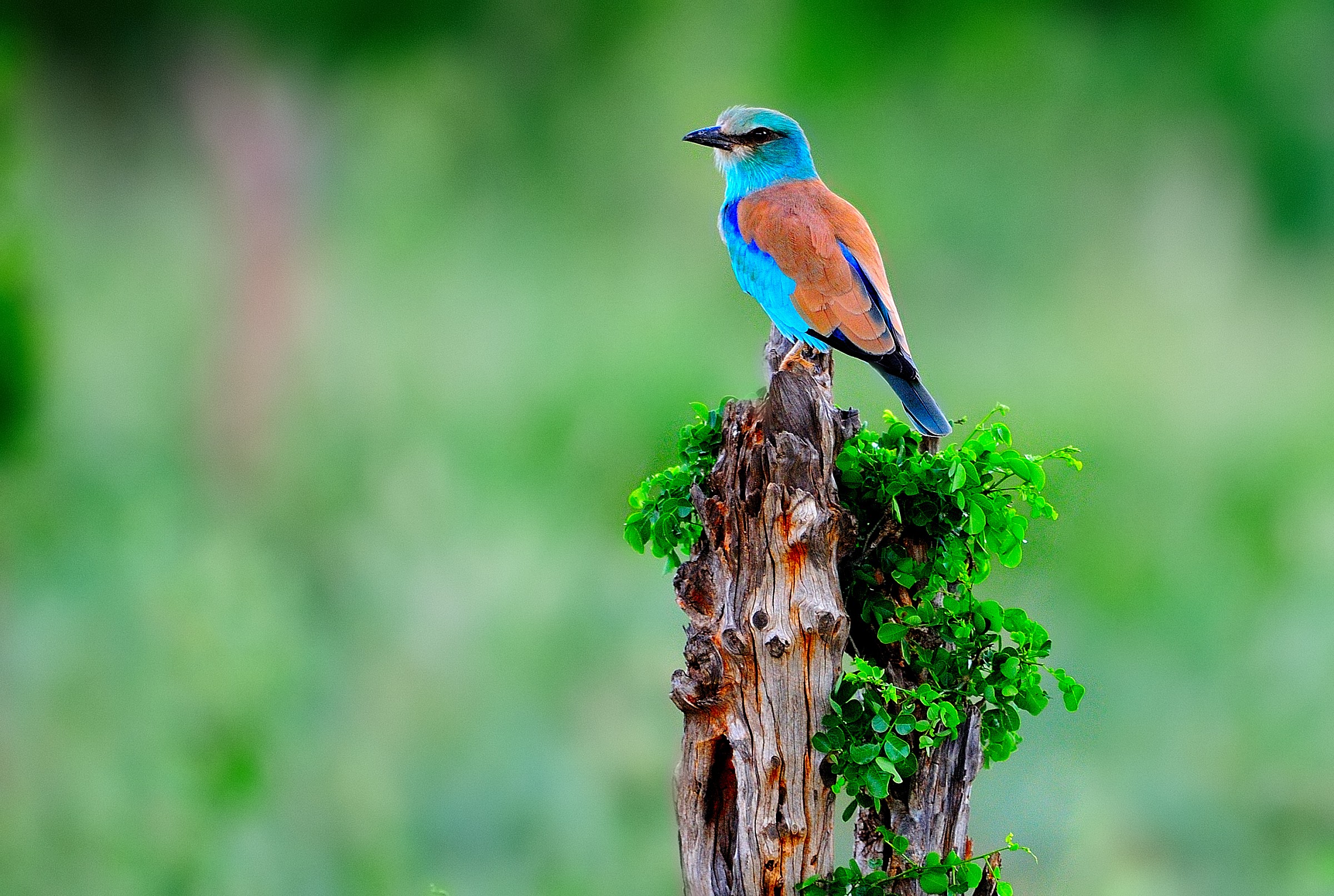 Taranghire - ghiandaia