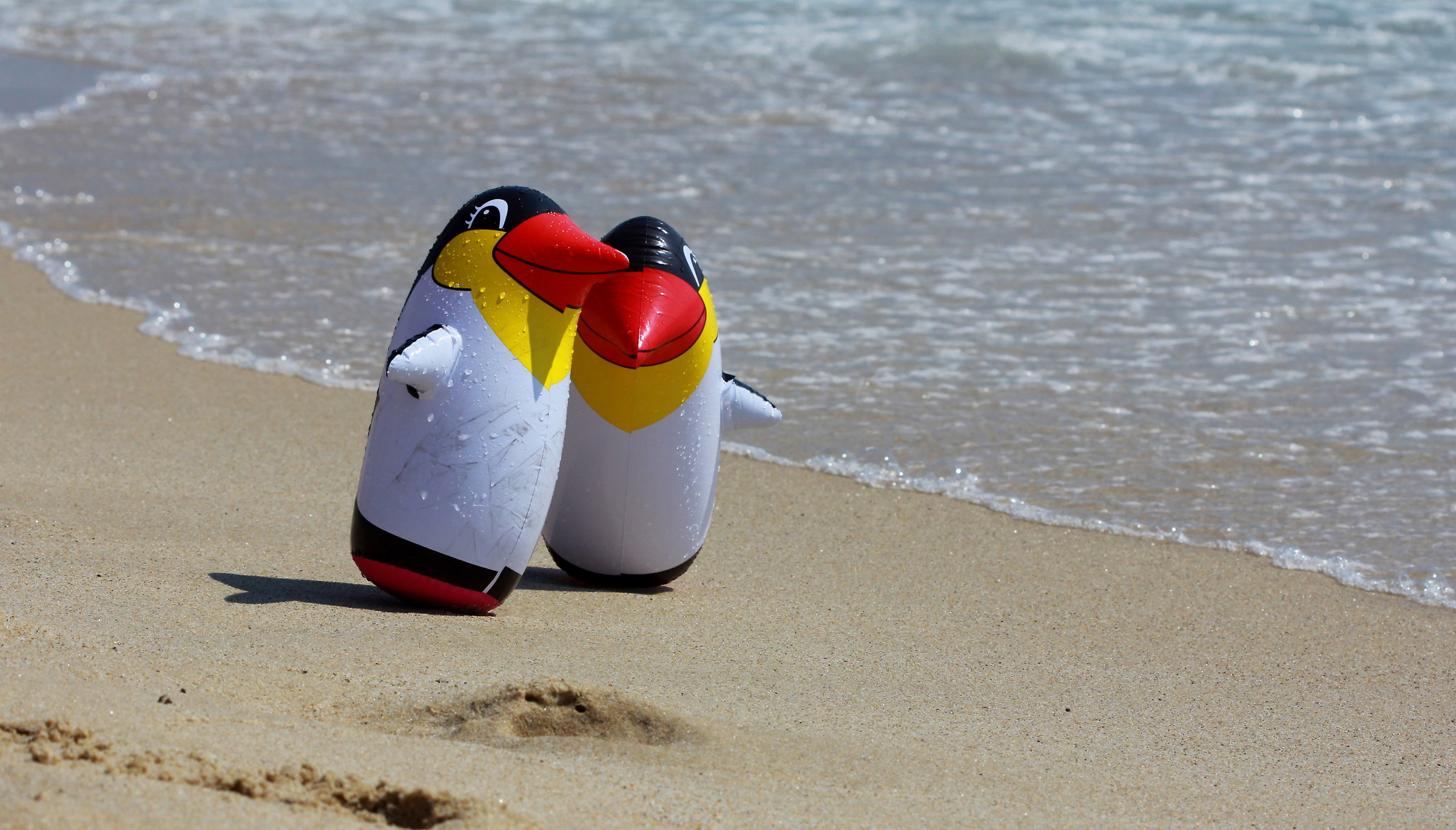 Penguins in Sardinia