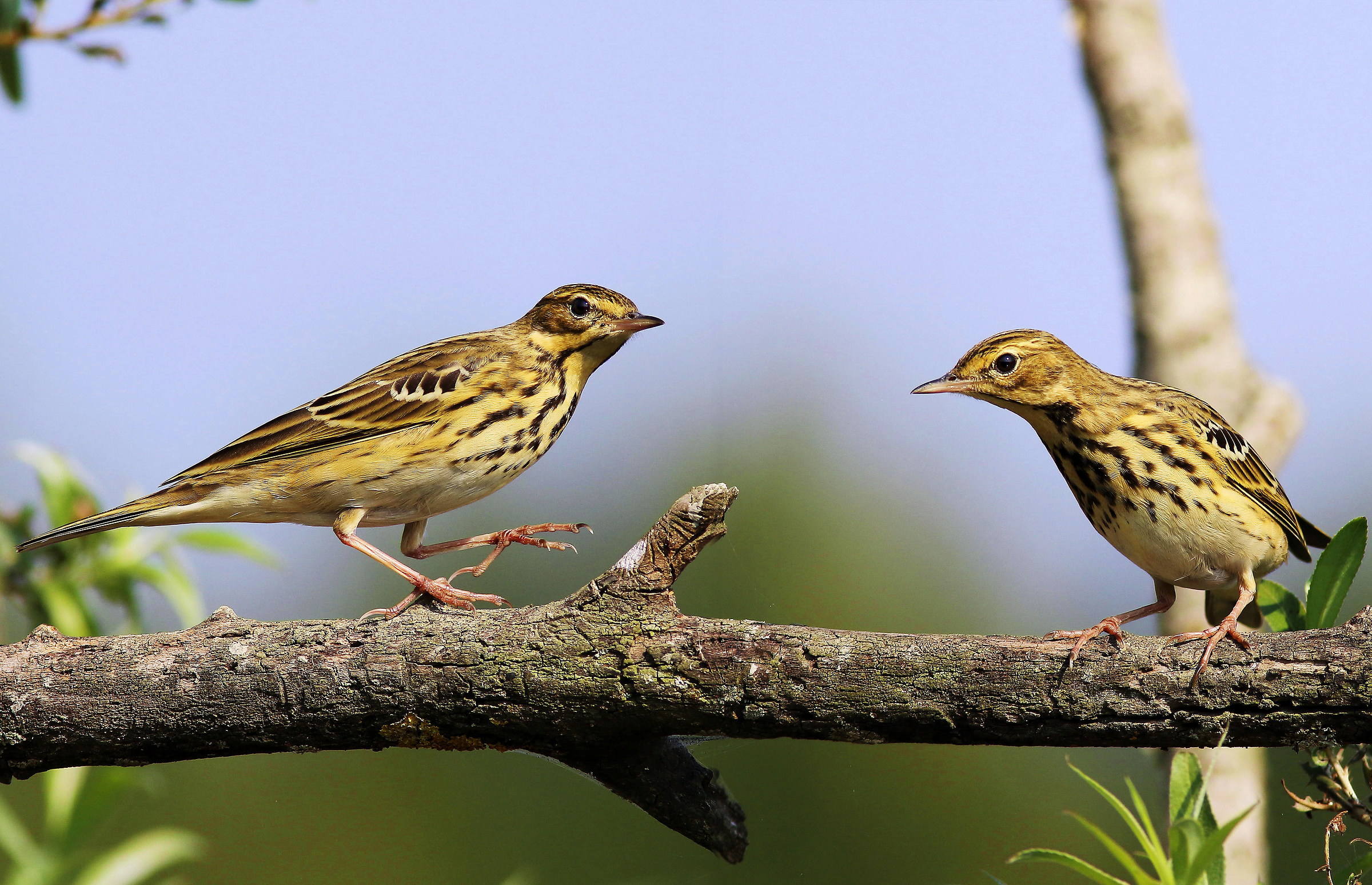 coppia di prispoloni
