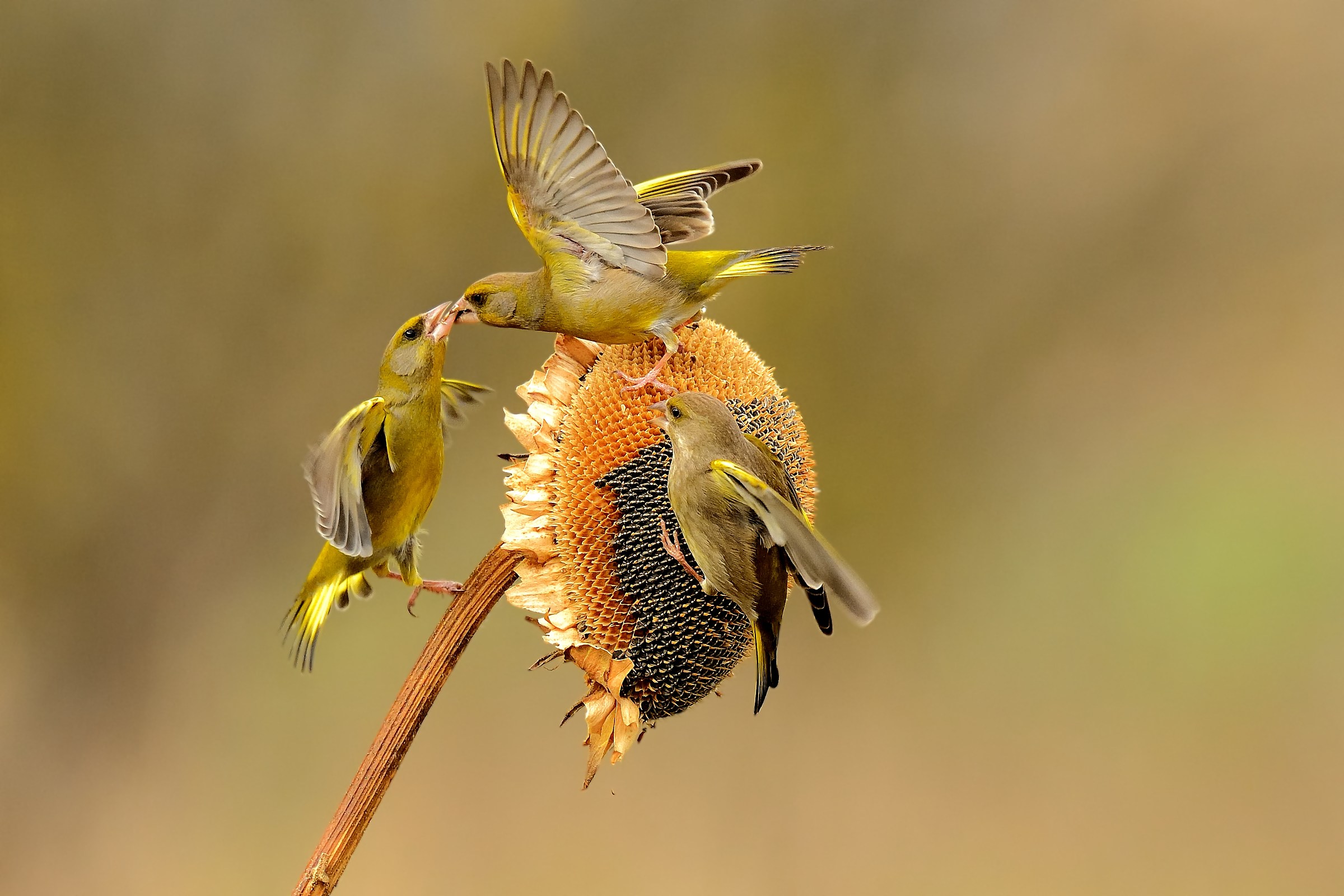 Tre verdoni e un girasole