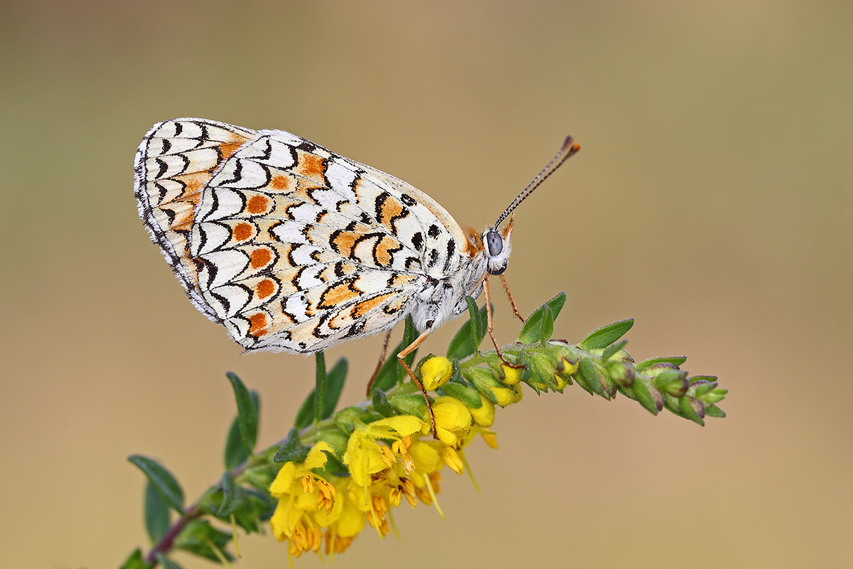 Melitaea su fiori gialli