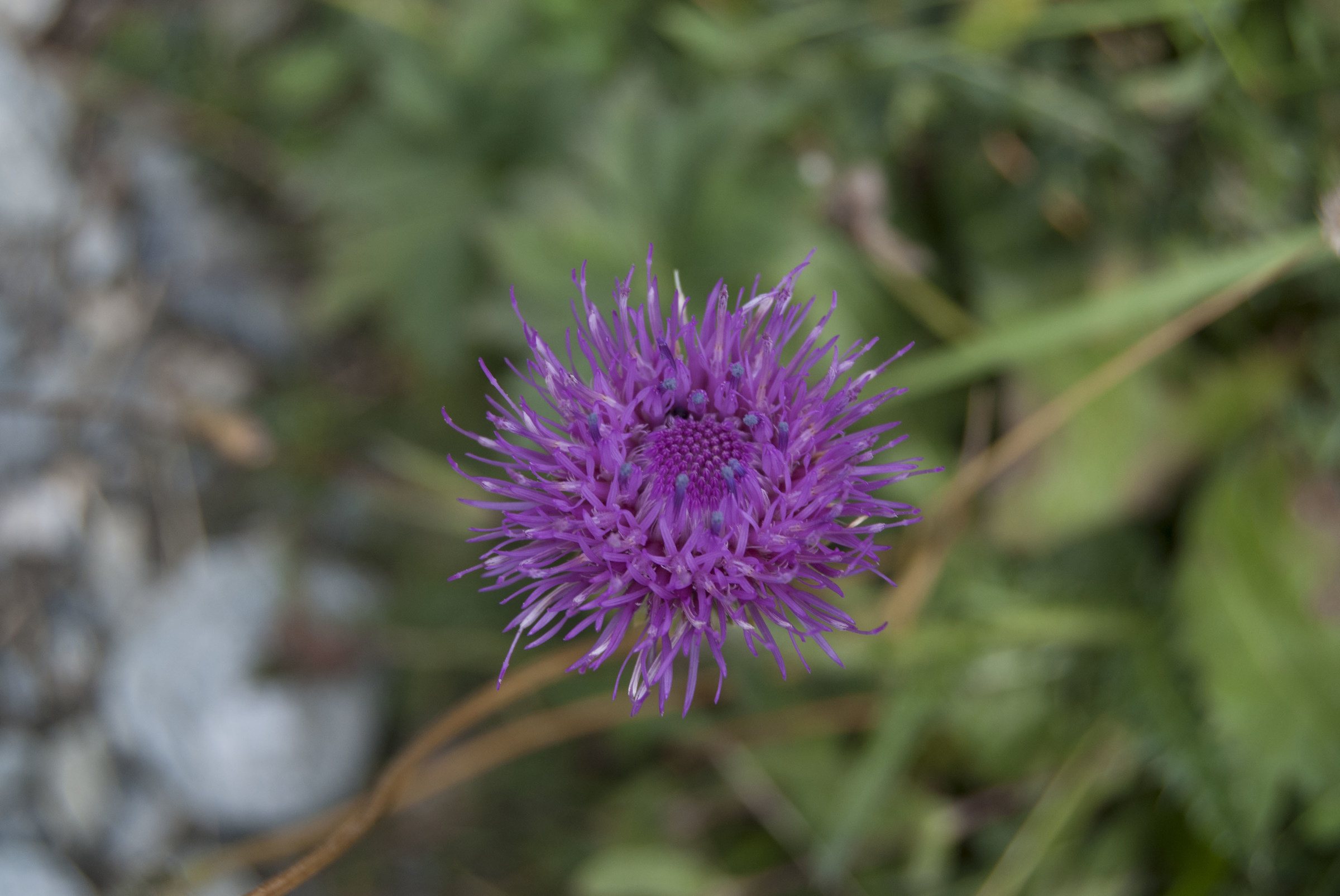 Allium lusitanicum Lam. (Aglio montano)