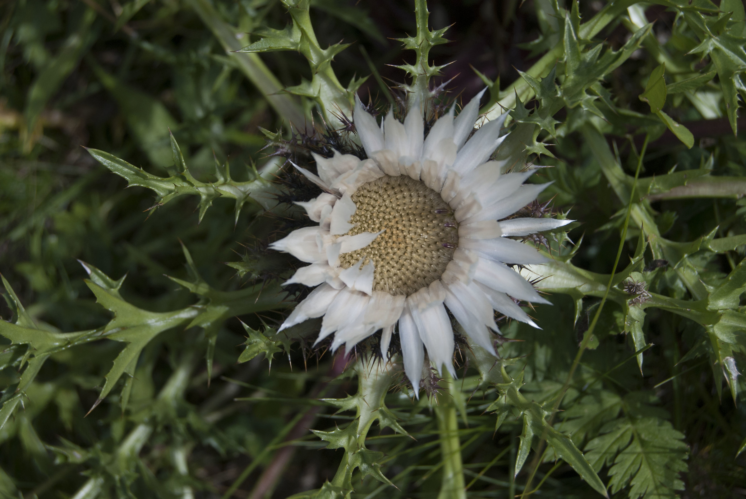 Carlina acaulis  (Carlina acaule)