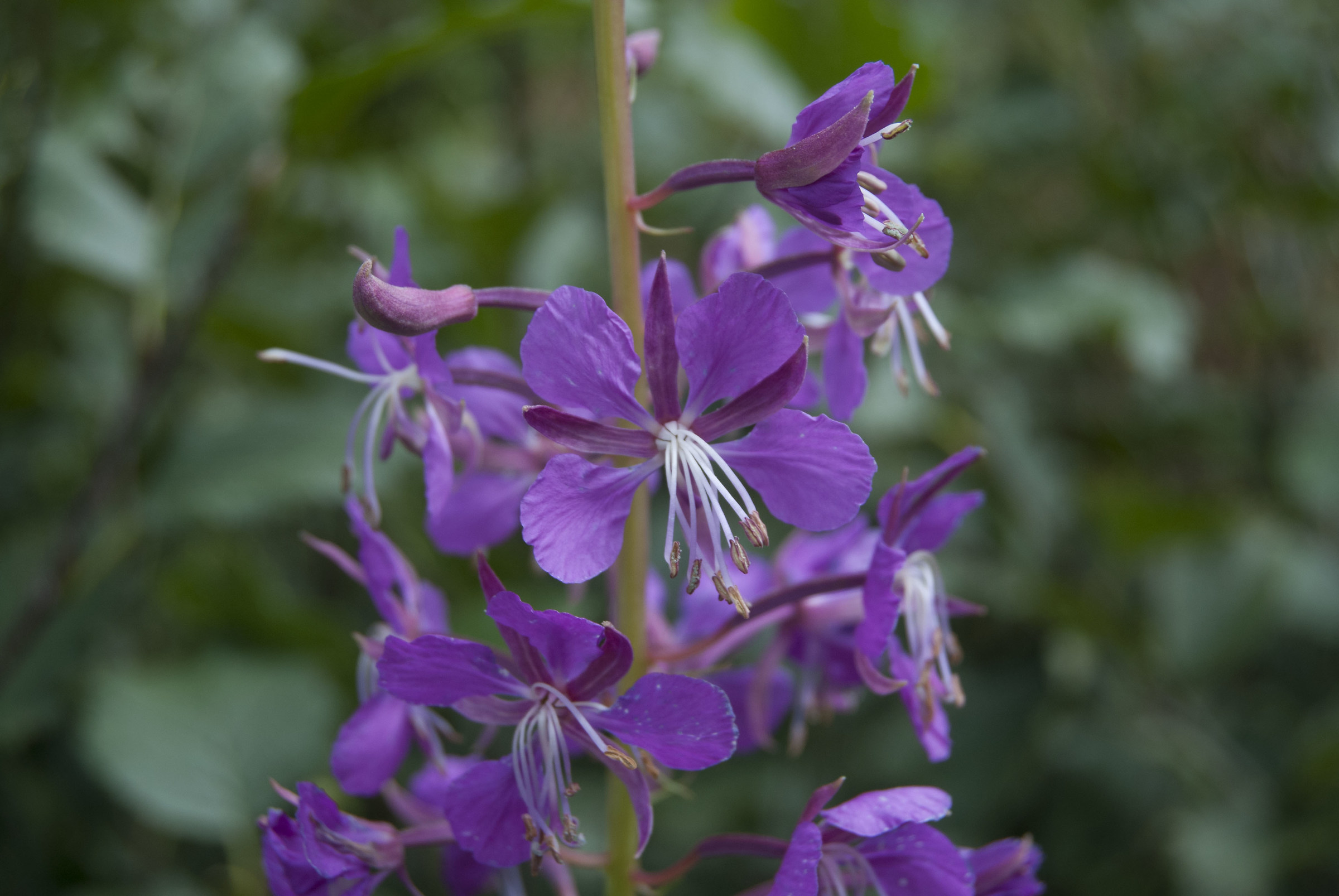 Epilobium angustifolium L. (Epilobio a foglie strette)