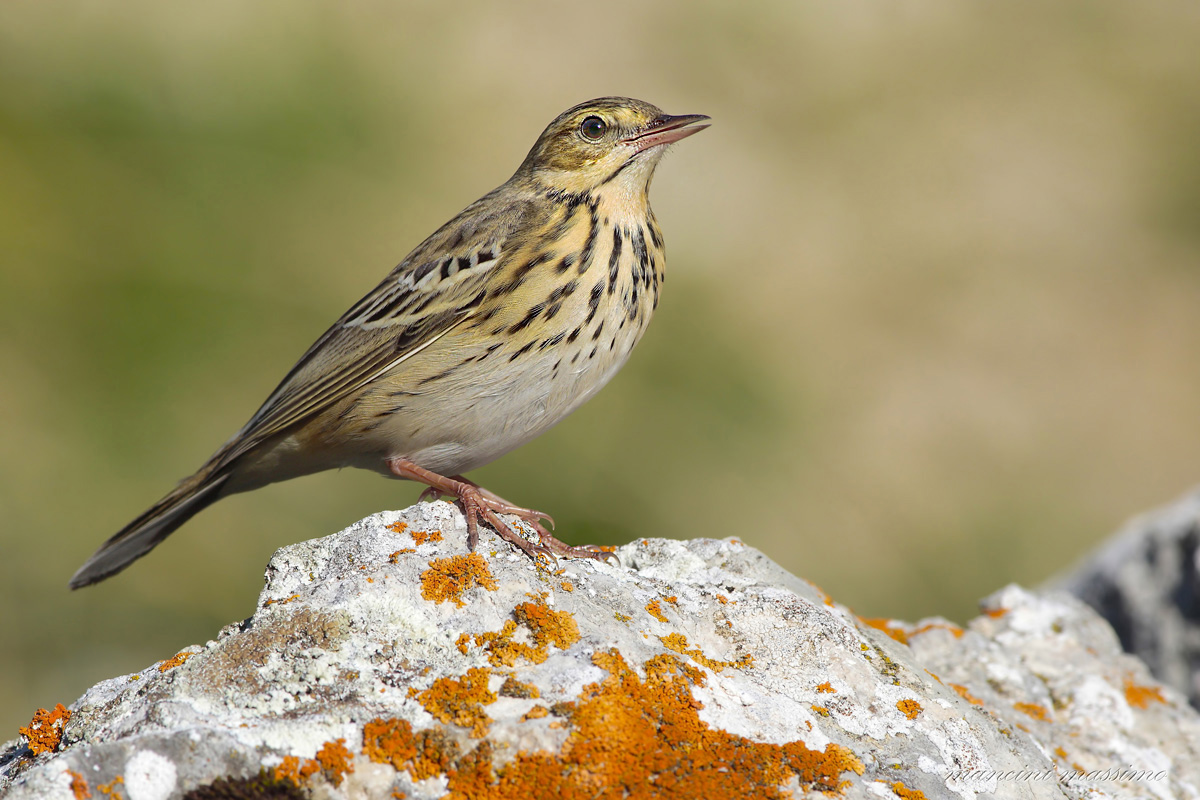 Tree Pipit (Anthus trivialis)
