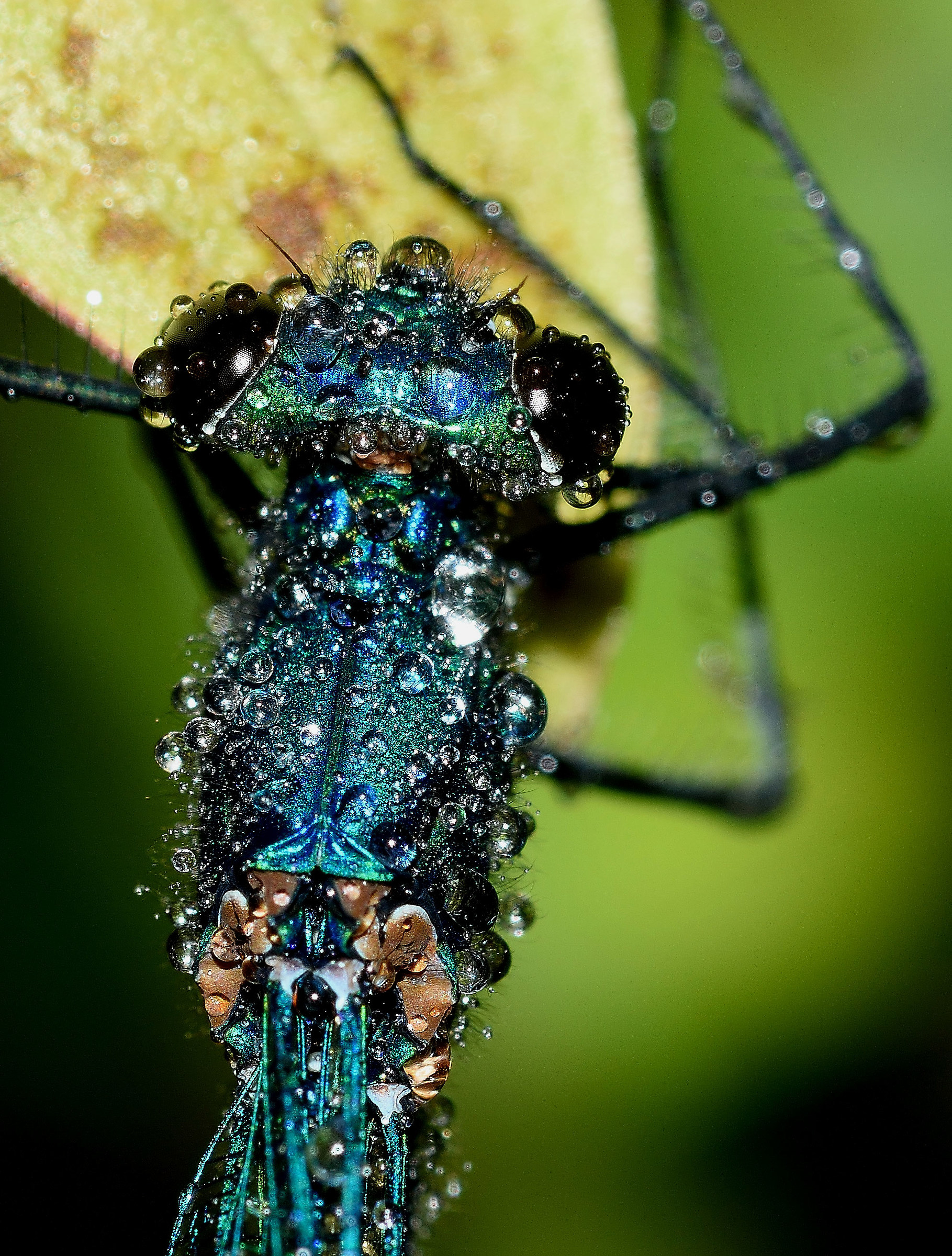 Banded Demoiselle