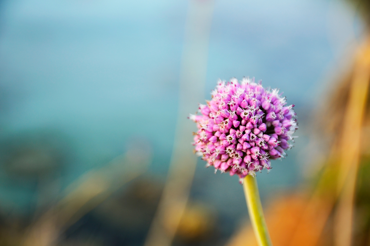 Fiore di cipolla selvatica - Otranto 20150713