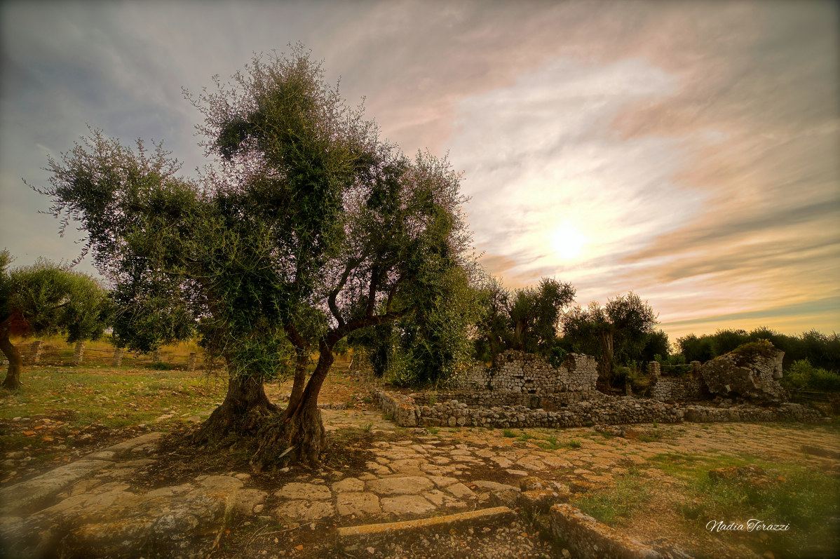 national archaeological museum ancient city of Cosa