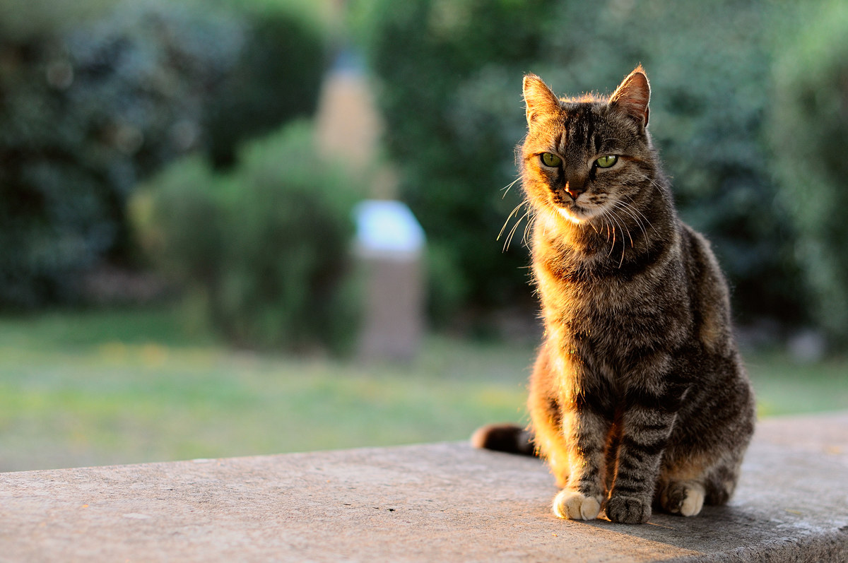 The guardian of the ruins - Vulci Park 20150610
