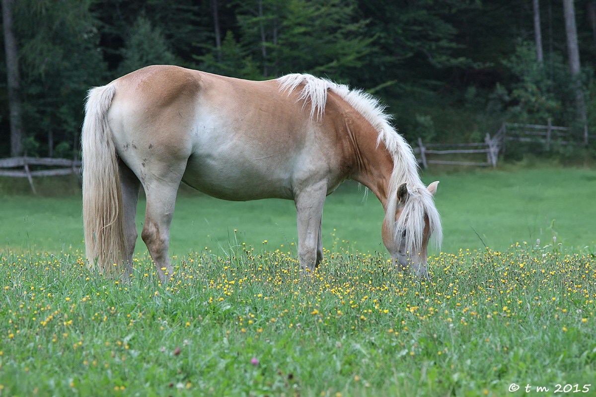 Haflinger