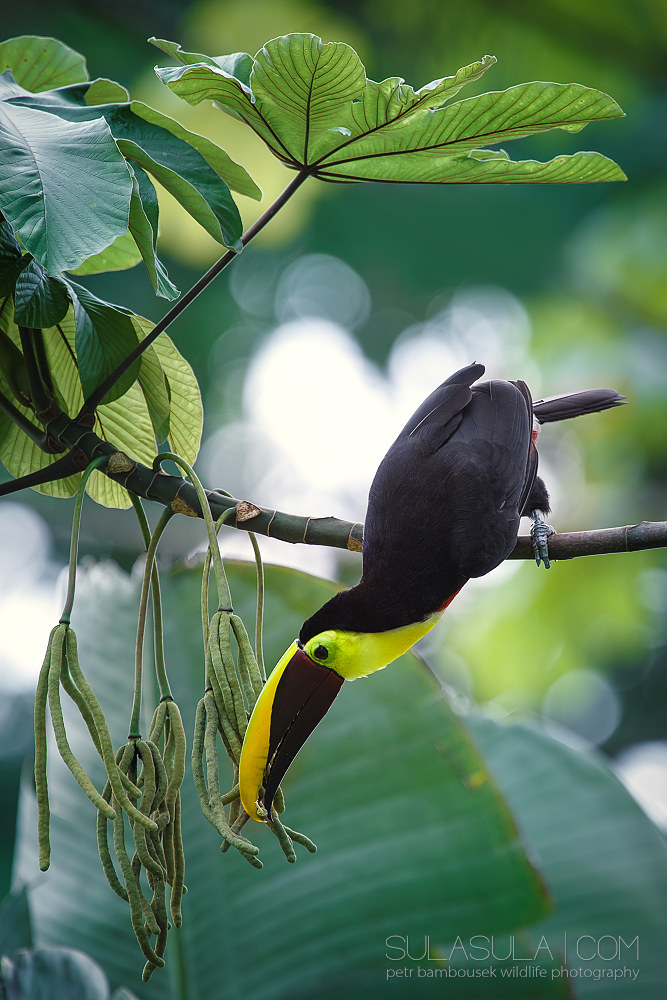 Black-mandibled Toucan | Costa Rica