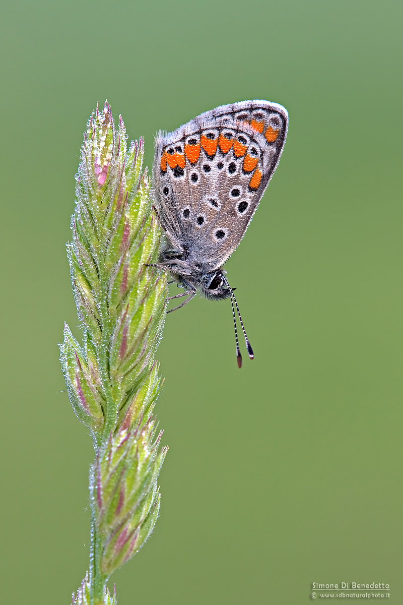 Aricia agestis
