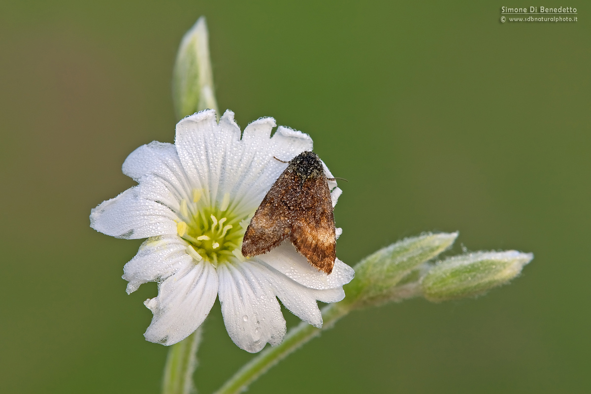 Flower with moth
