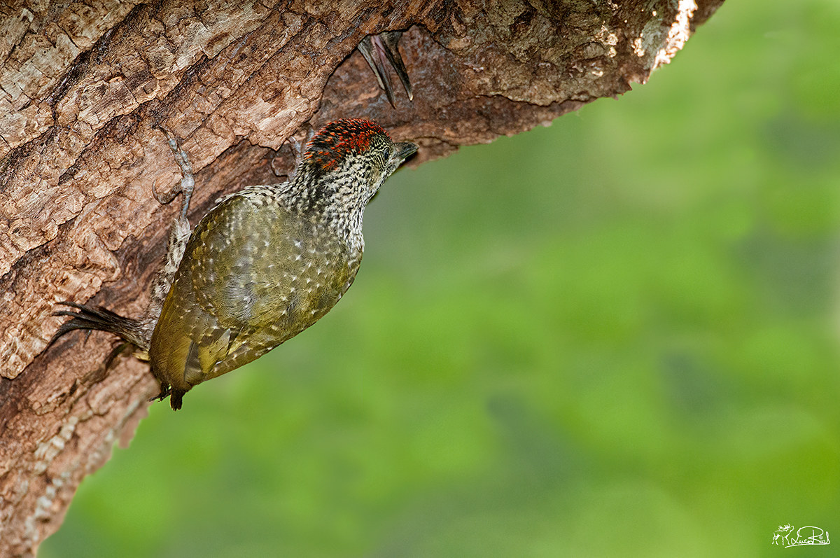 Where are you going brother!