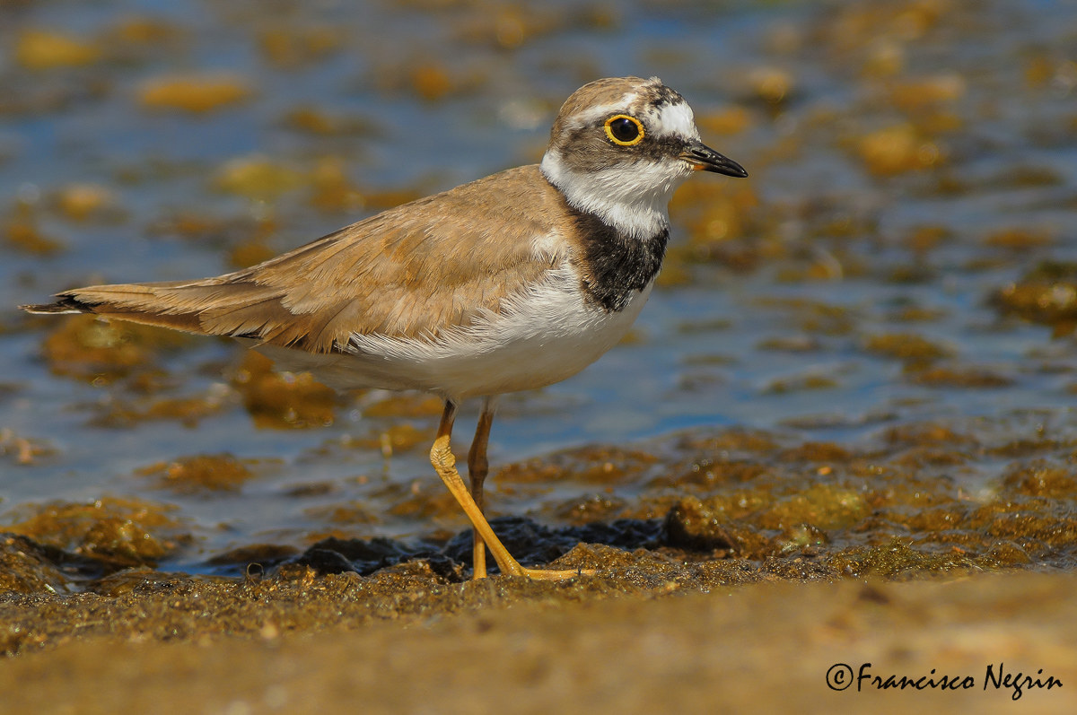 Little Ringed Plover