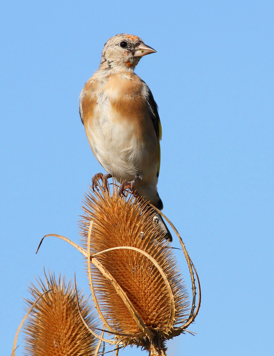 Young Goldfinch