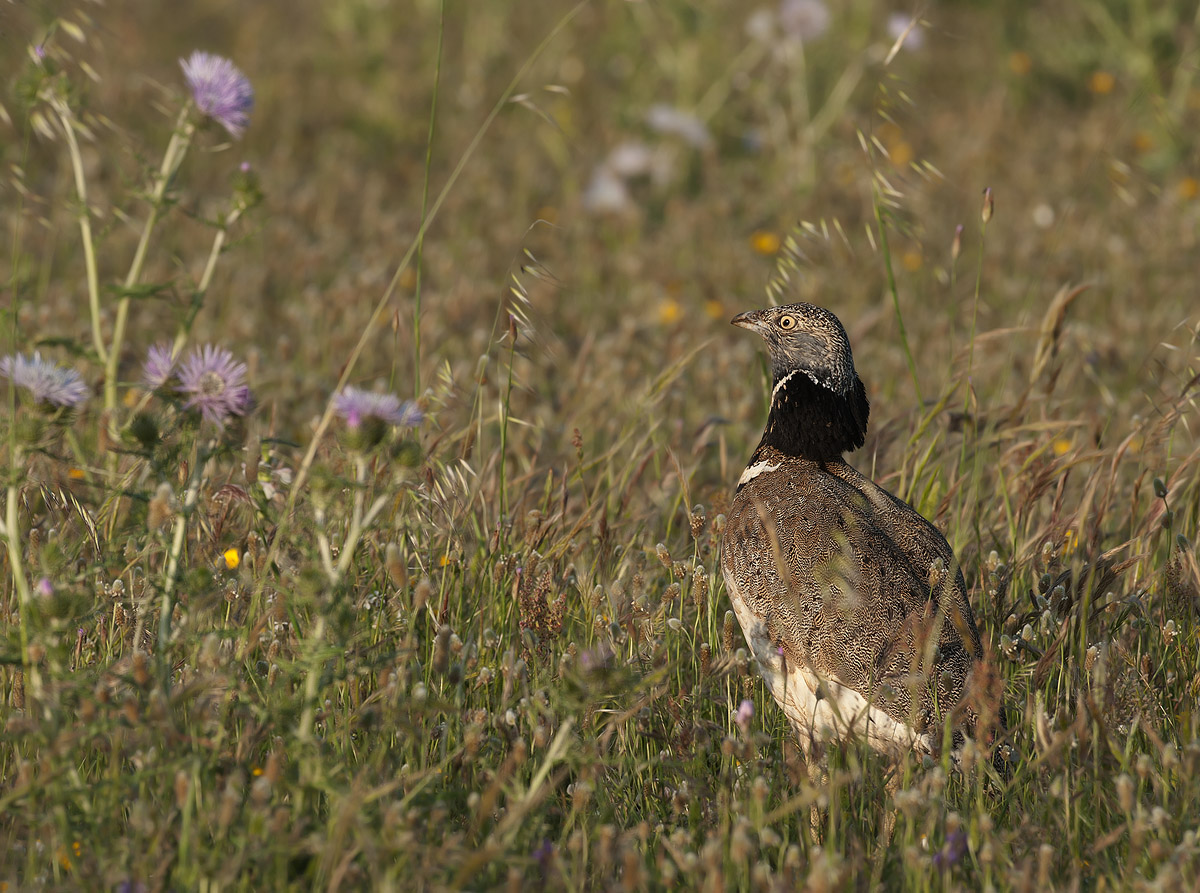 il signore delle steppe sarde.