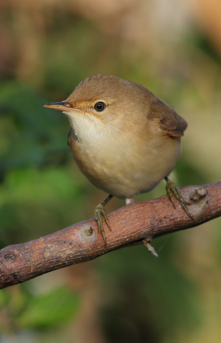 reed warbler