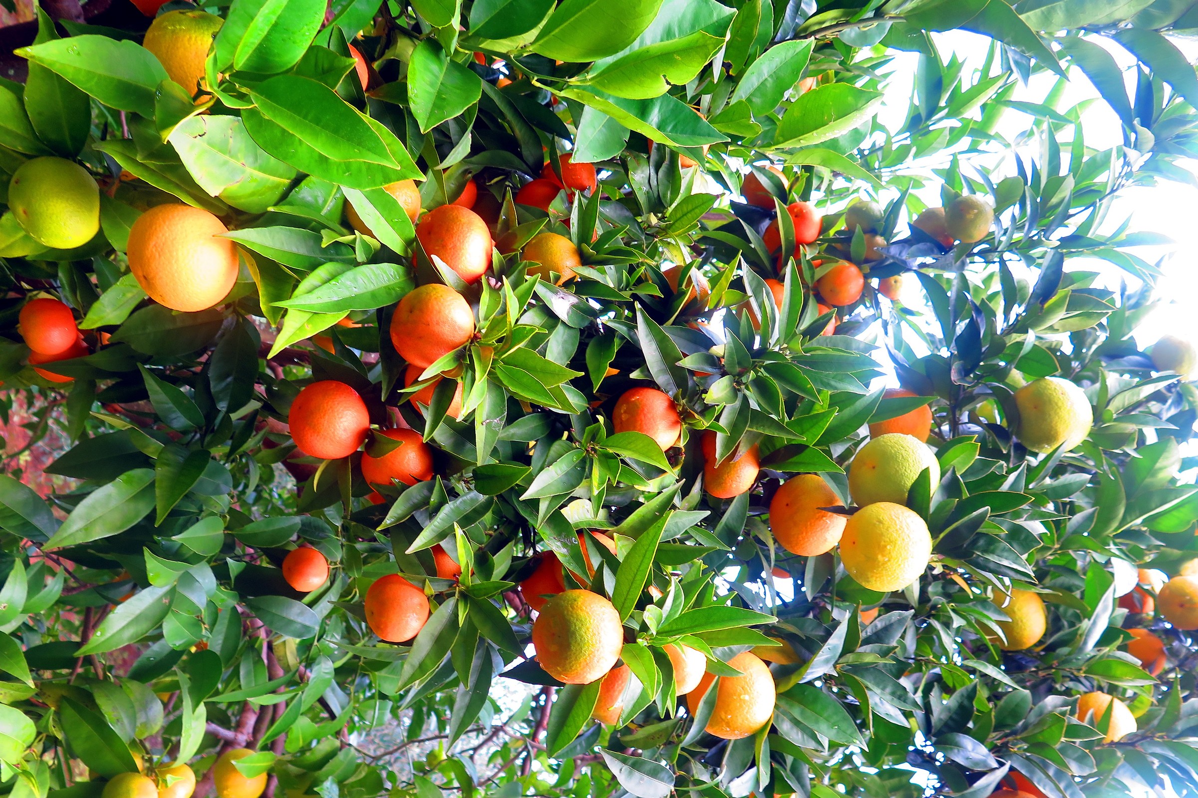 The fruits of the earth