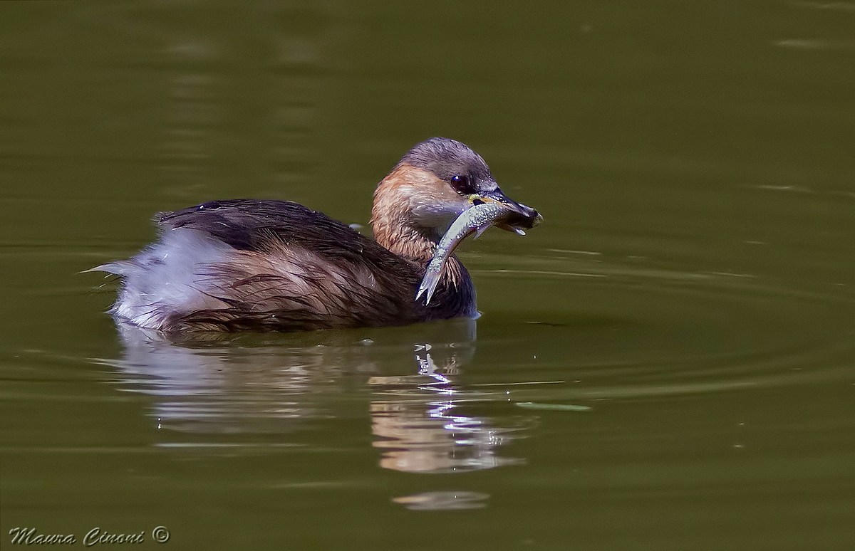 Grebe Fisherman
