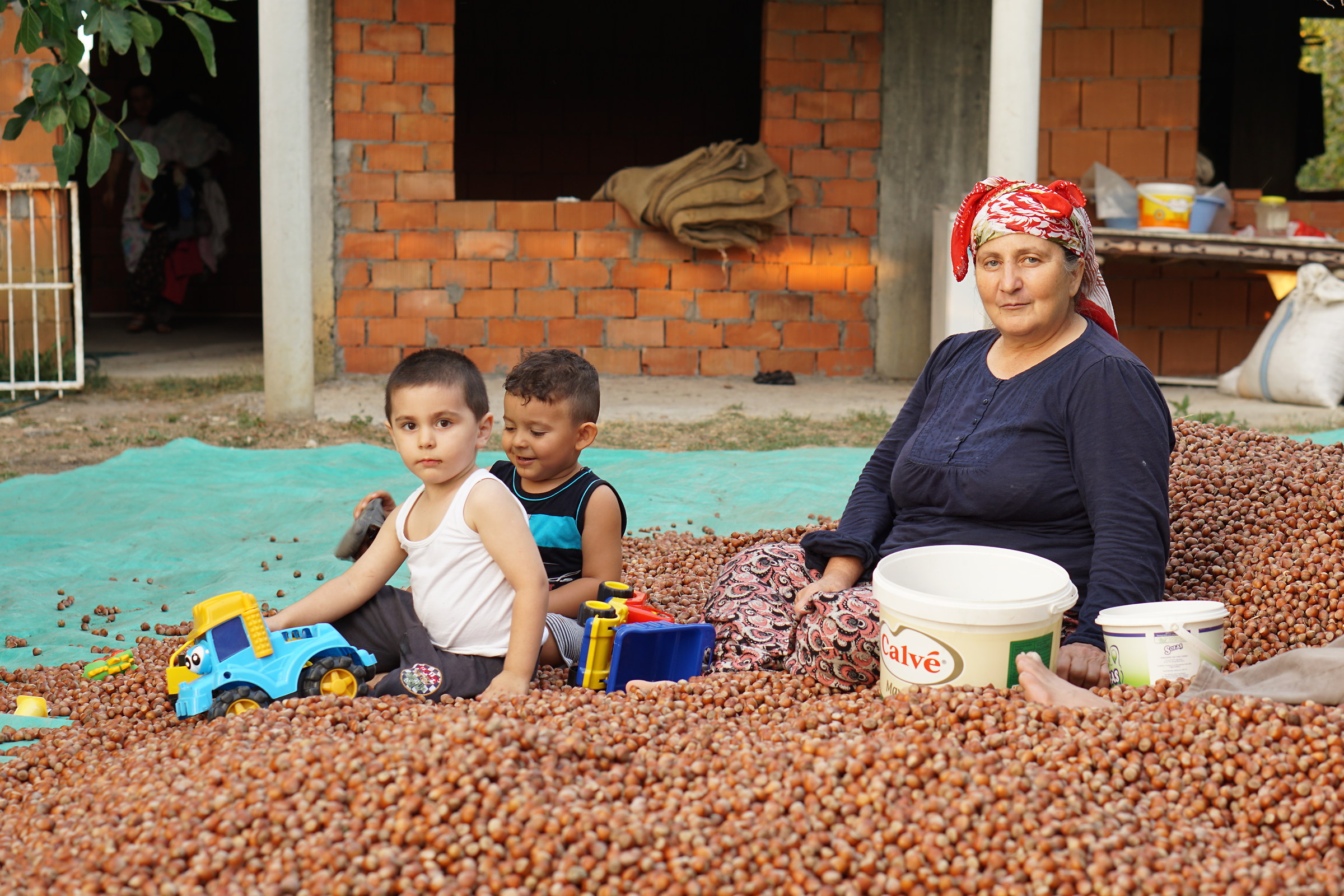 Family Harvesting Hazelnut