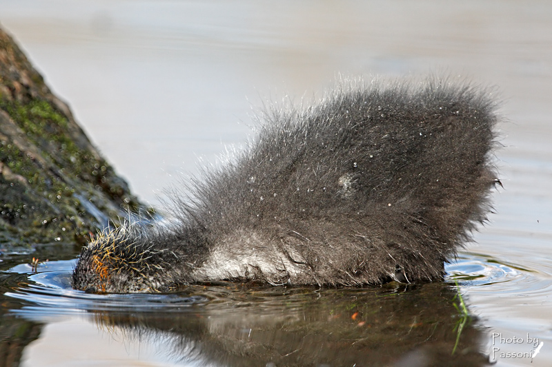 Prime prove di immersione!