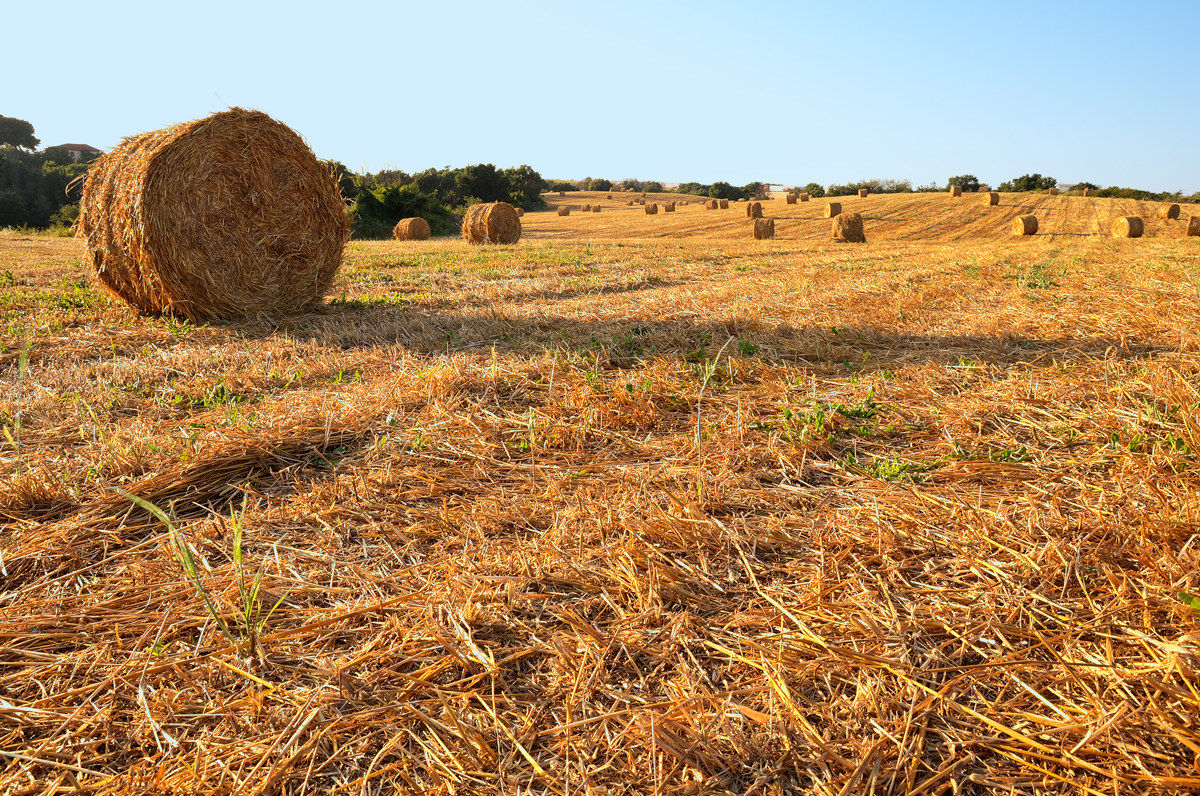 Covoni - Pomezia 20130616