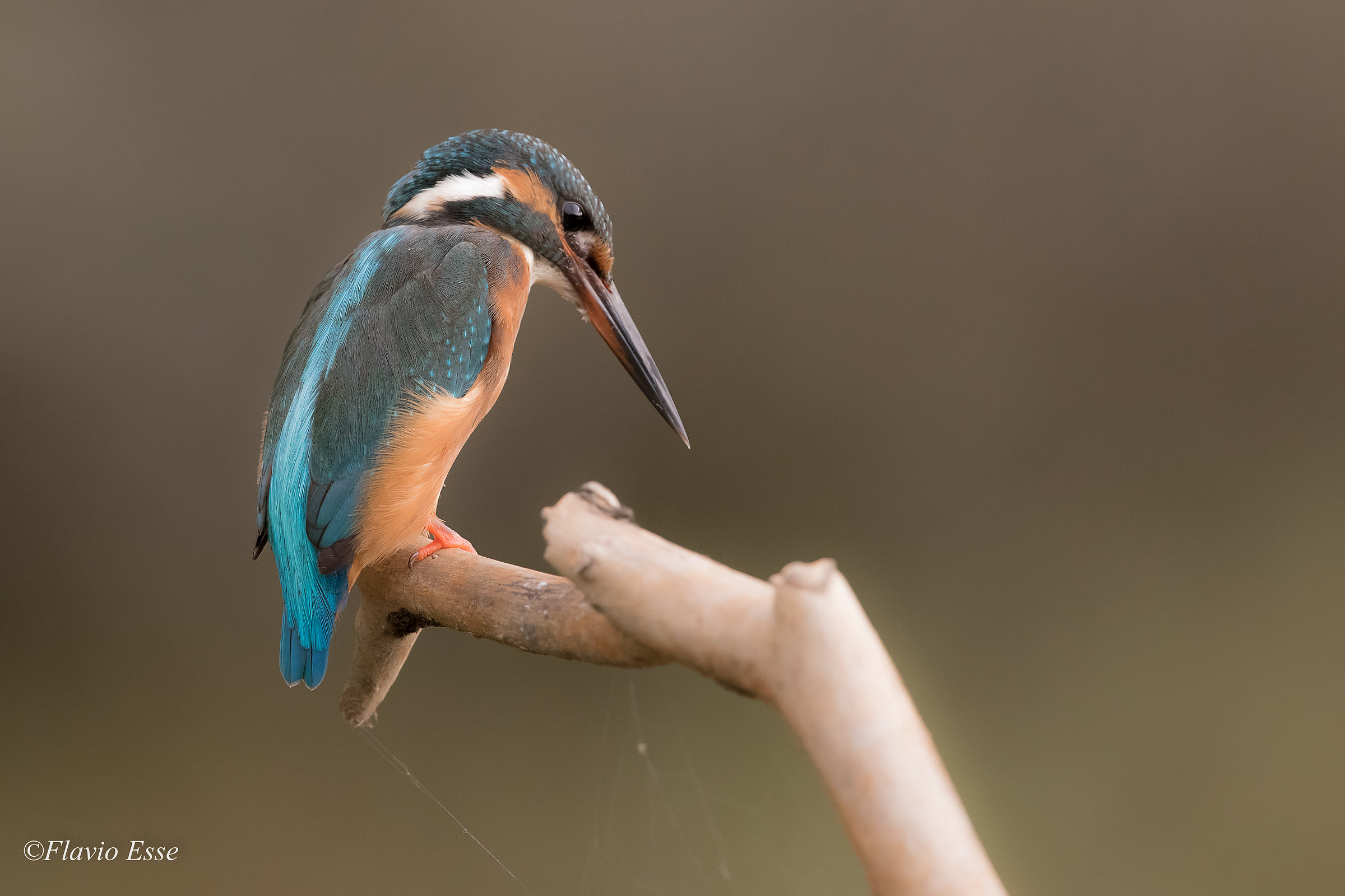 Martin pescatore (in sosta...)