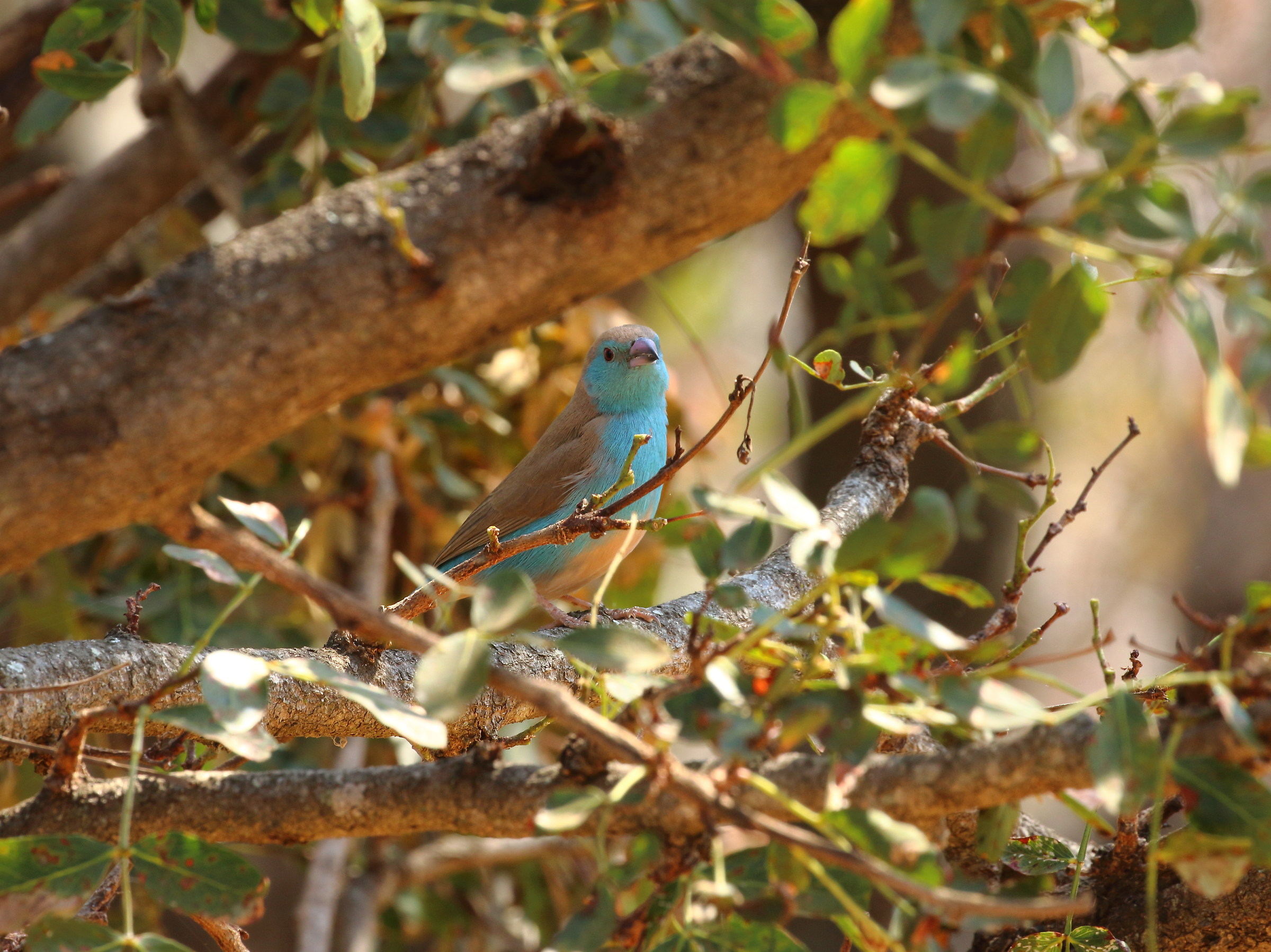 blue waxbill