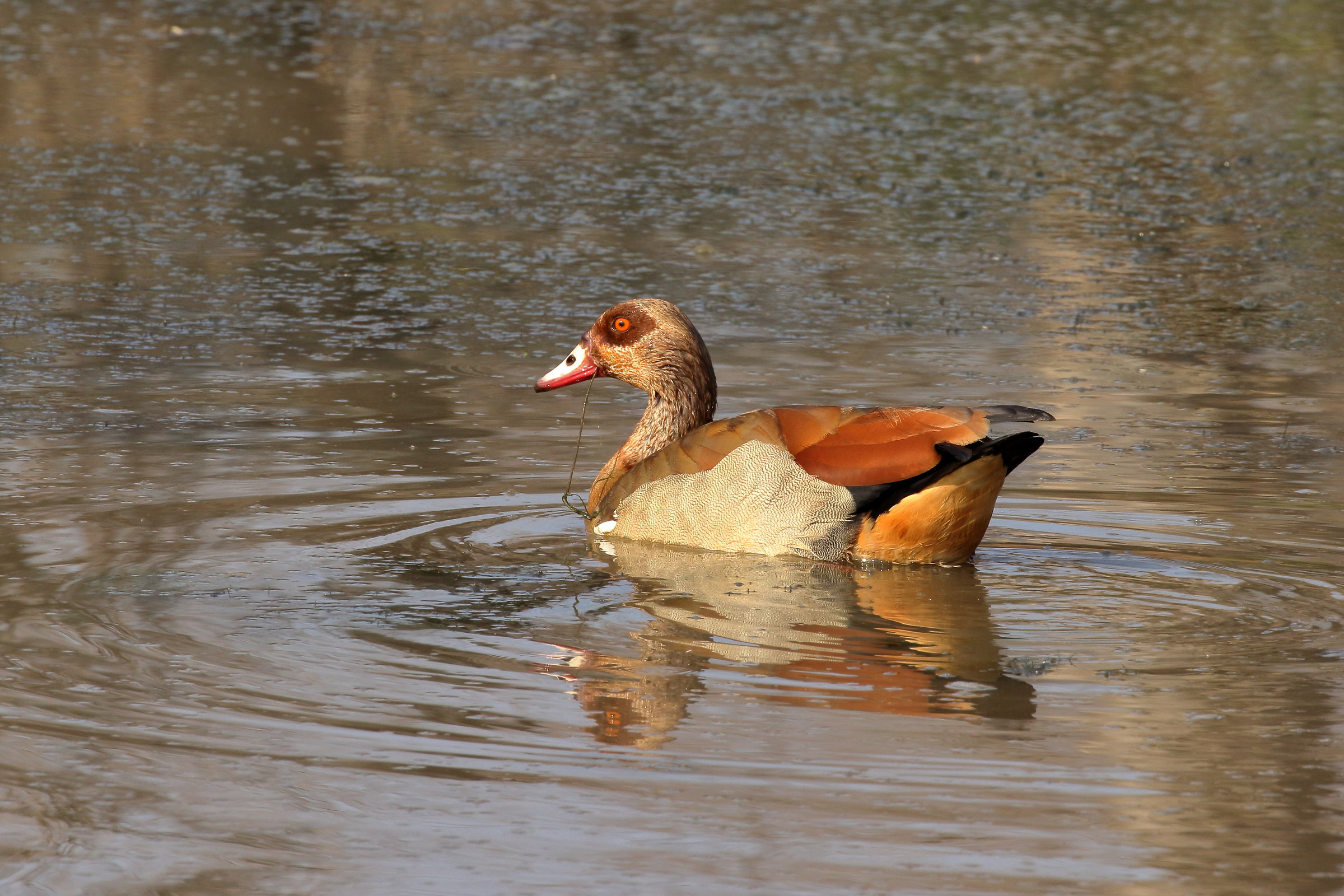 egyptian goose