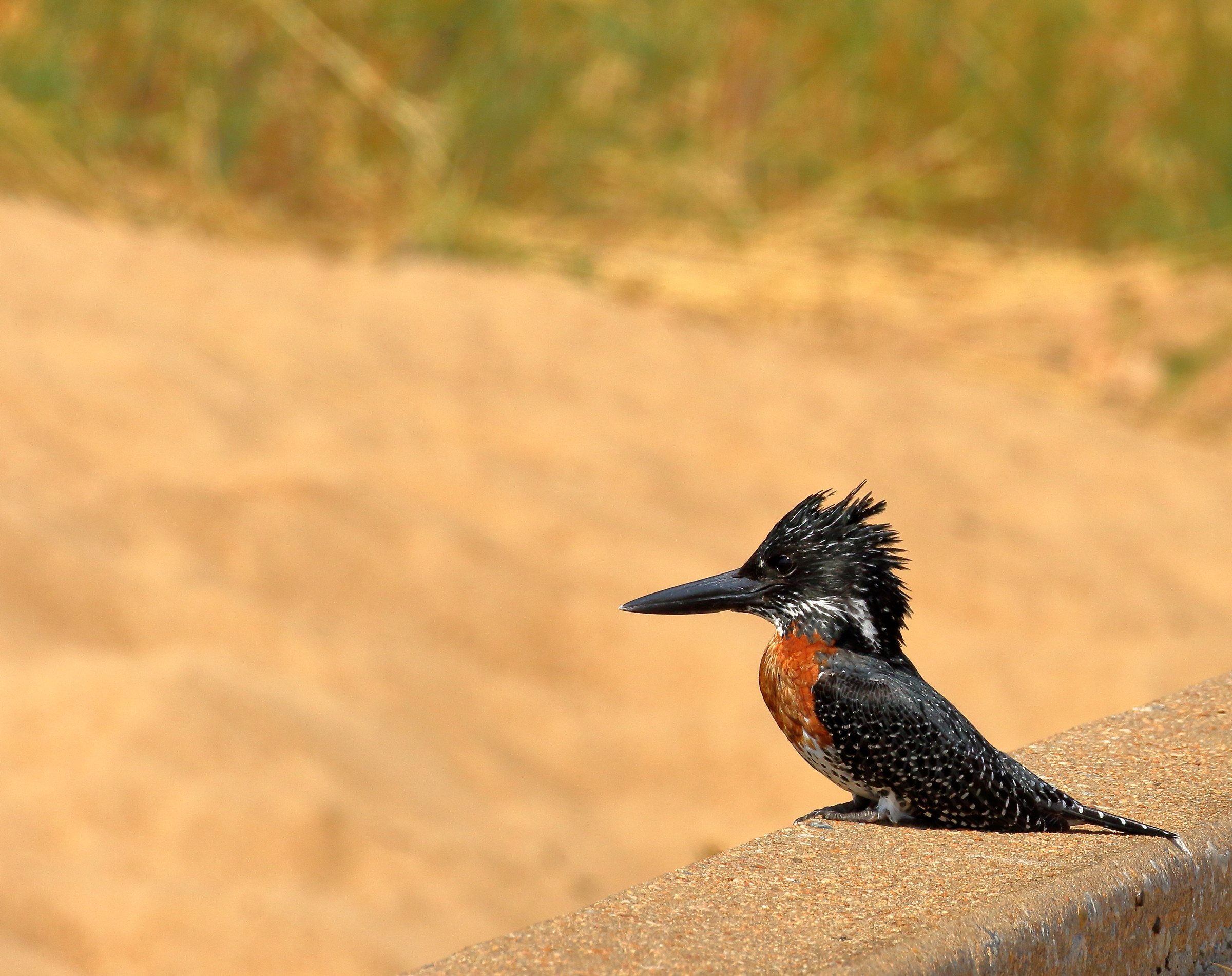 giant kingfisher