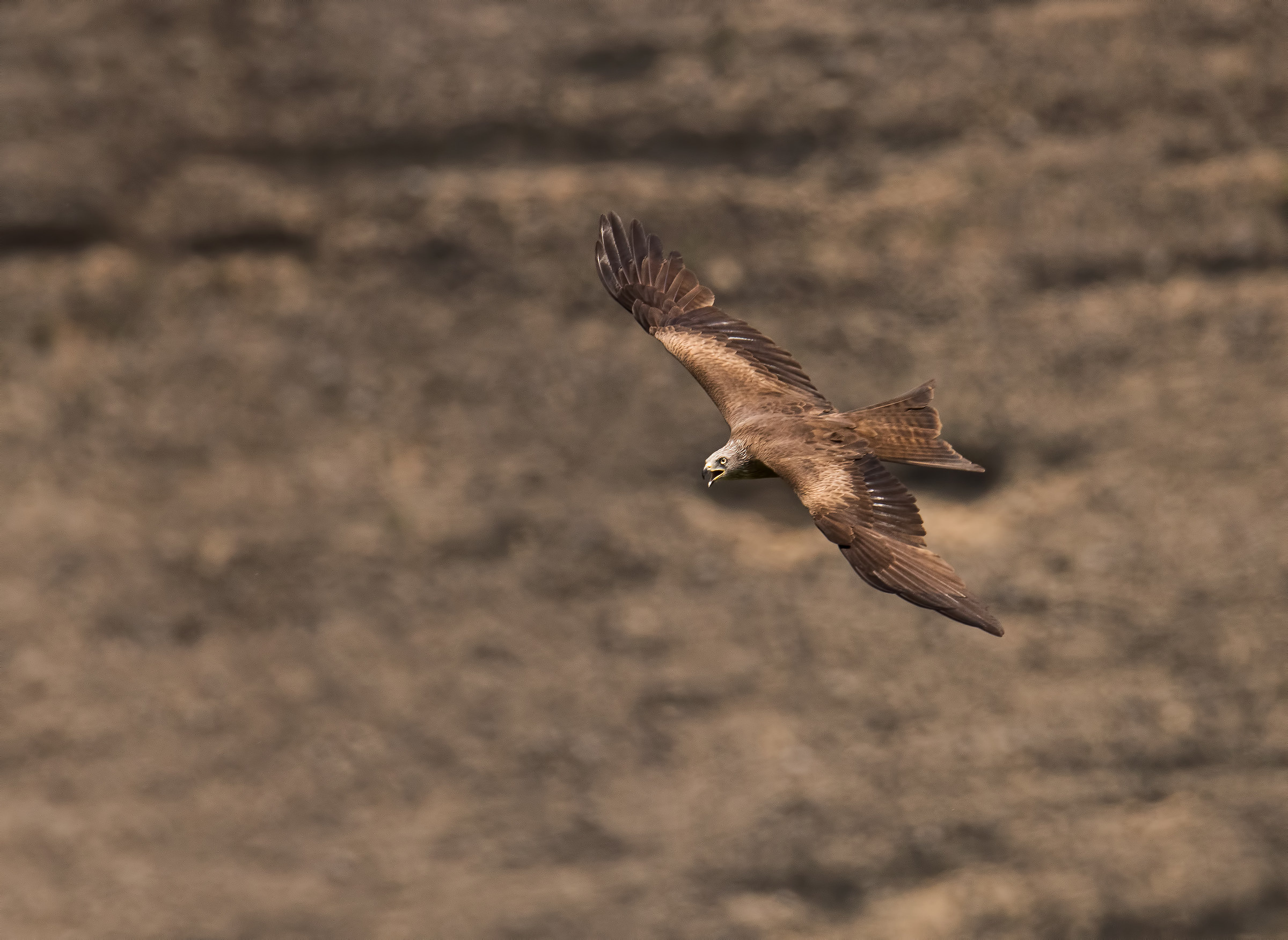 Volo in dinamica. Nibbio bruno.