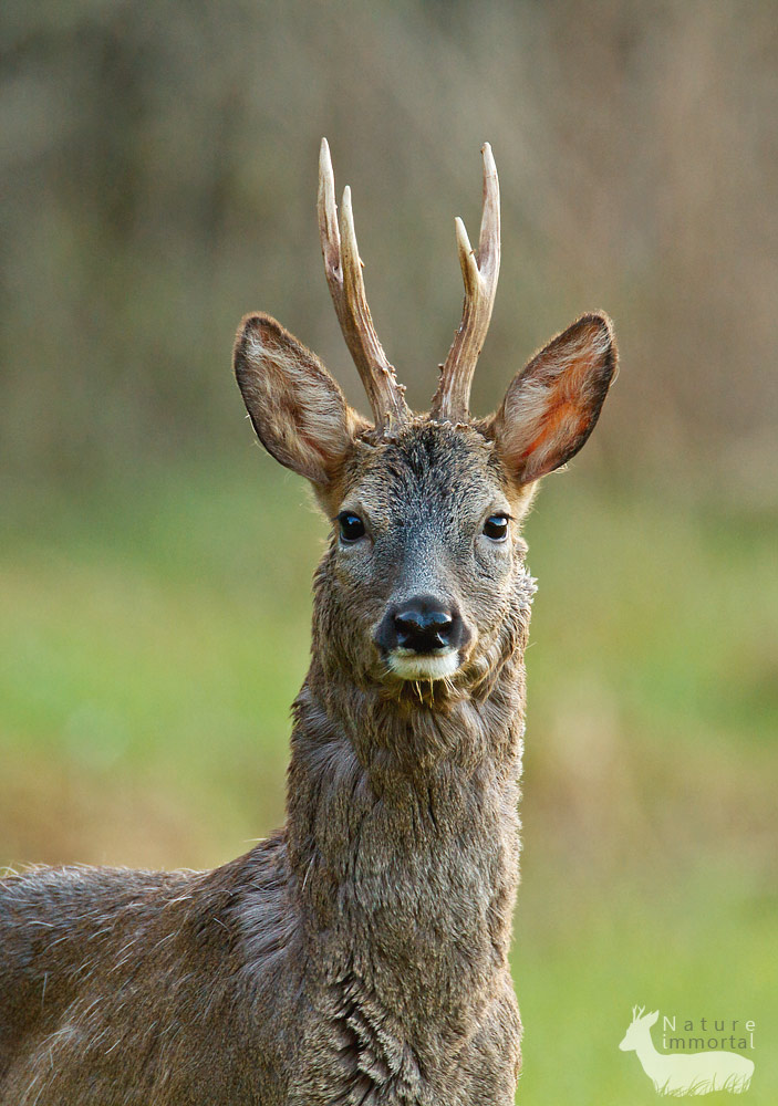 Roe Deer 2