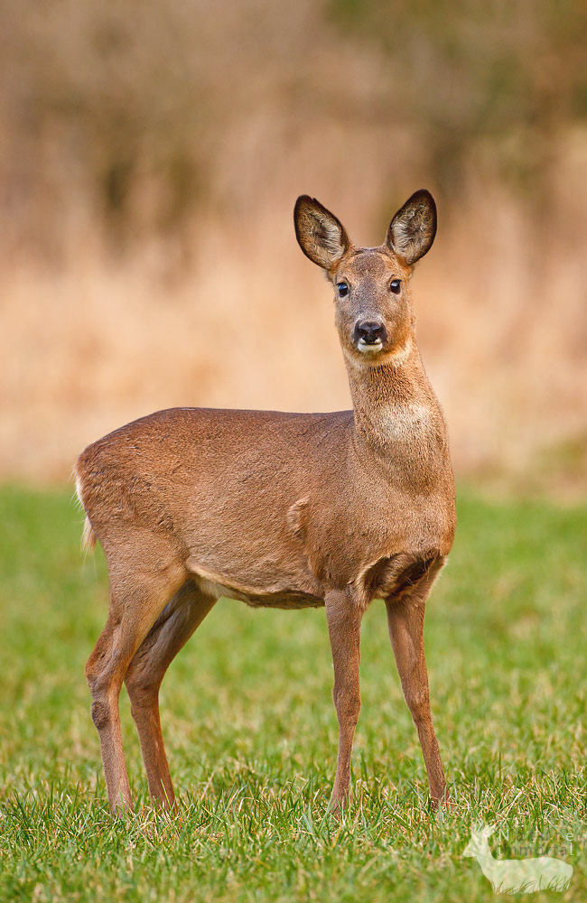 Roe Deer 3
