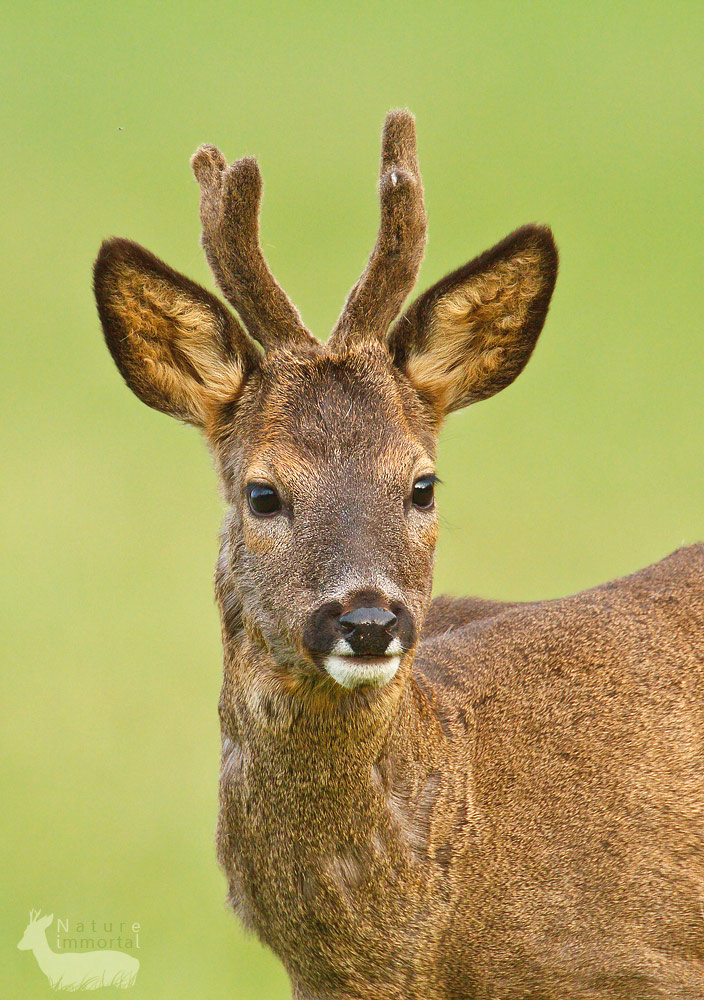 Roe Deer 4