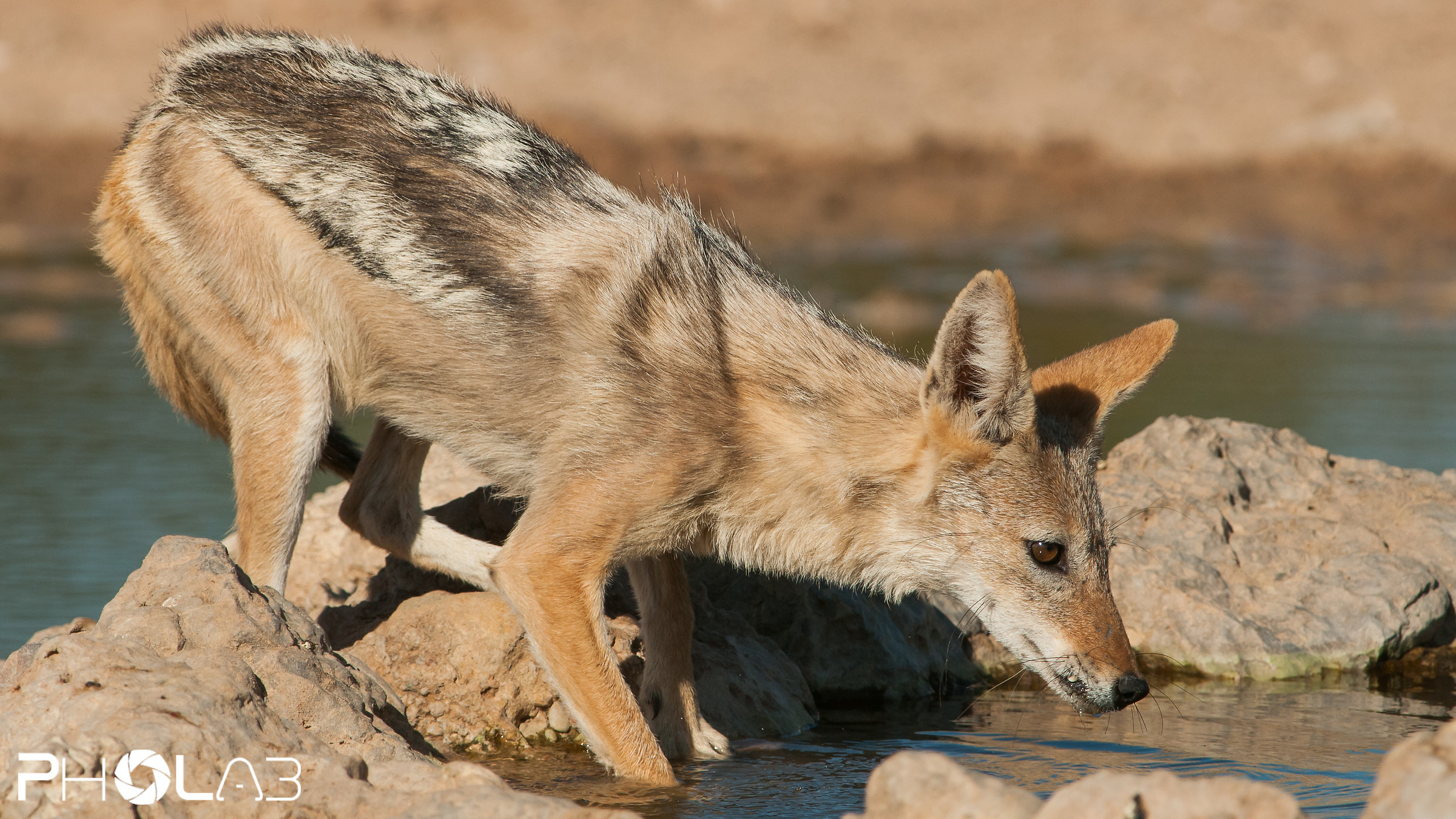 Sciacalli in Kgalagadi