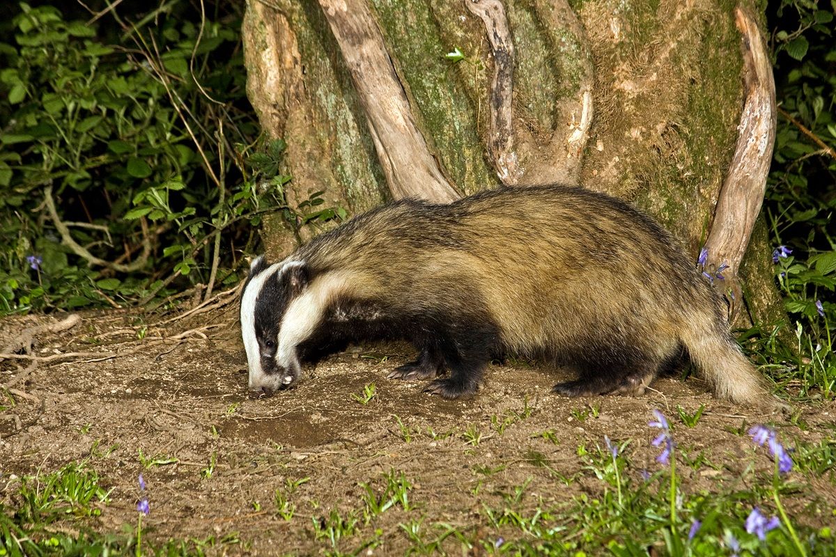 Badger Feeding