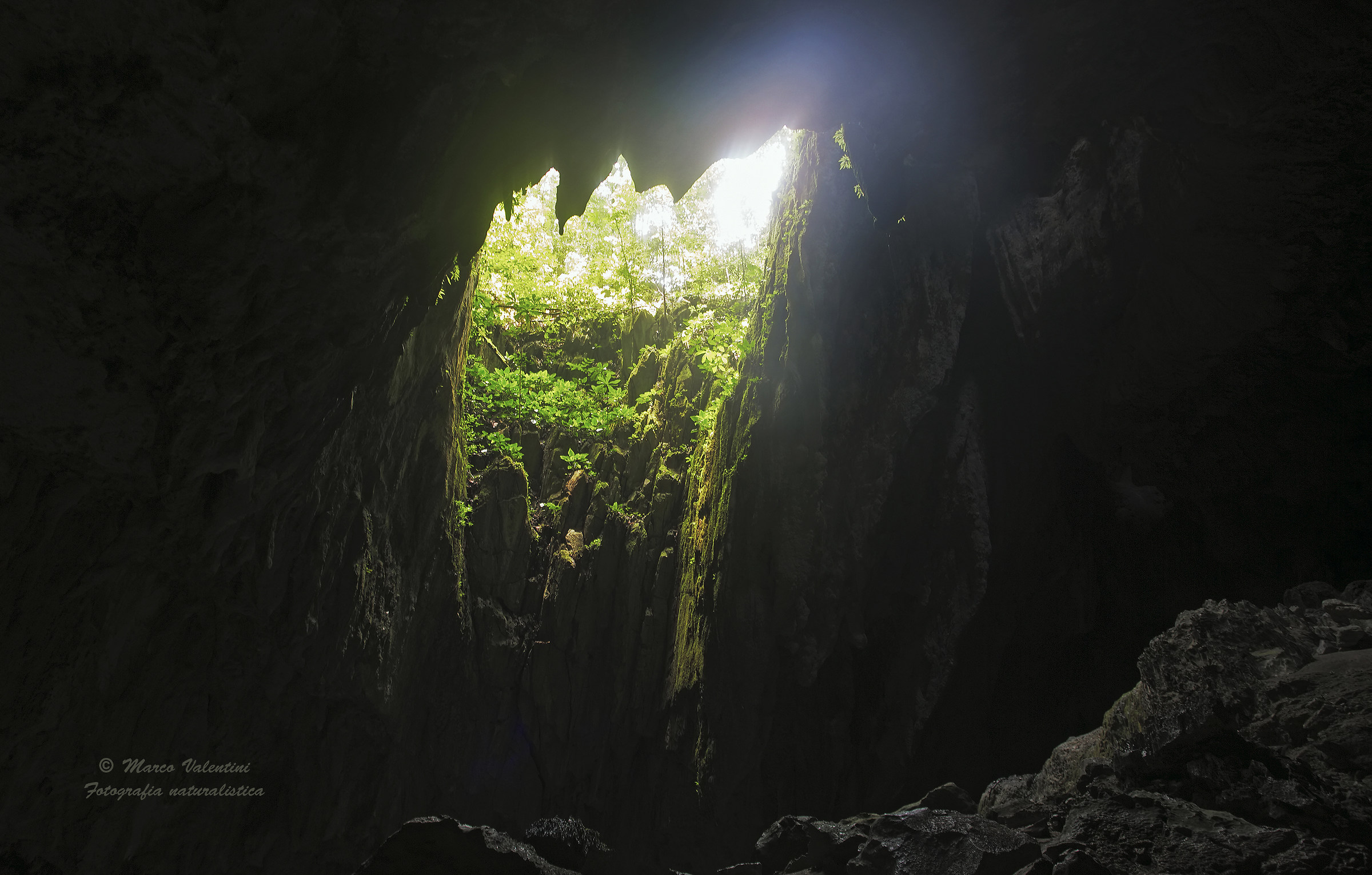 A glimpse of the forest