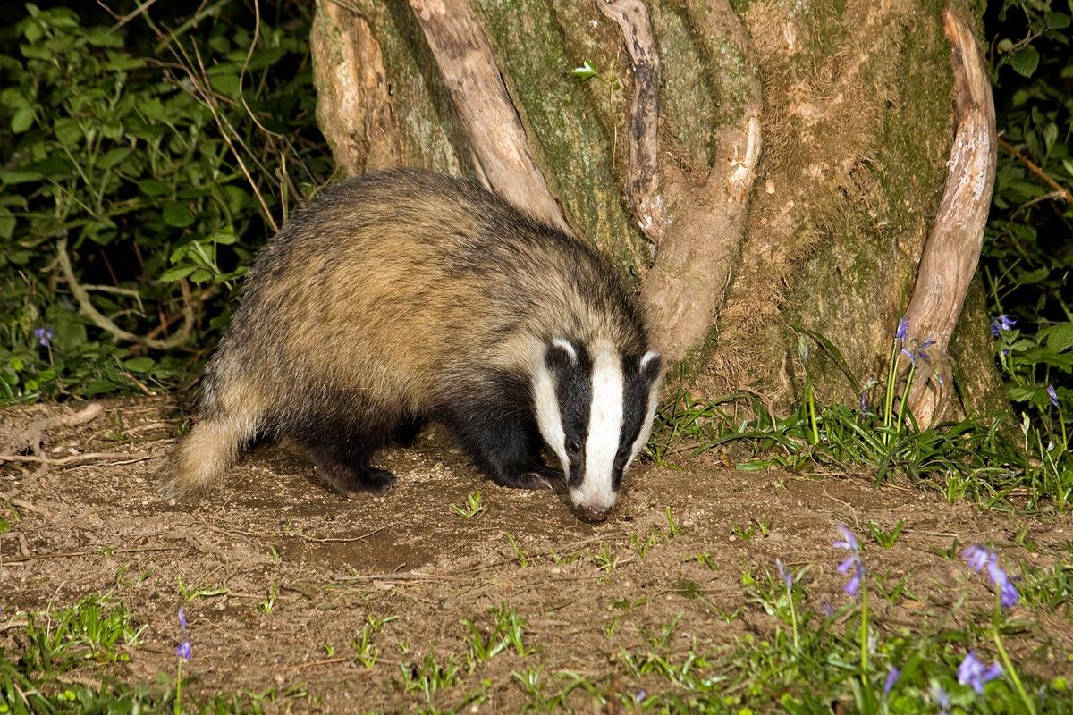 Badger_2012_2