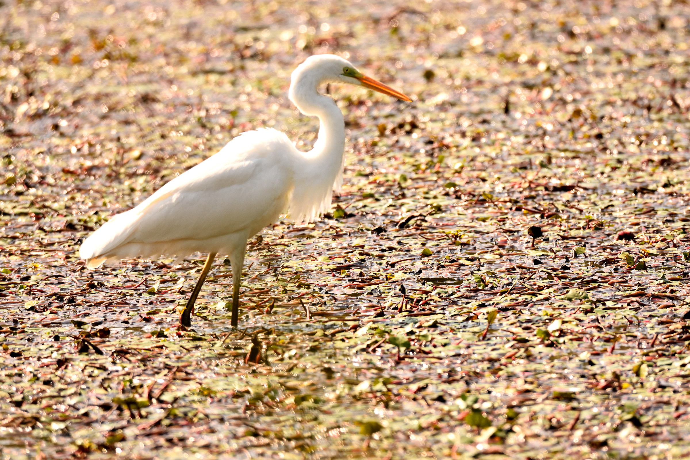 airone bianco maggiore