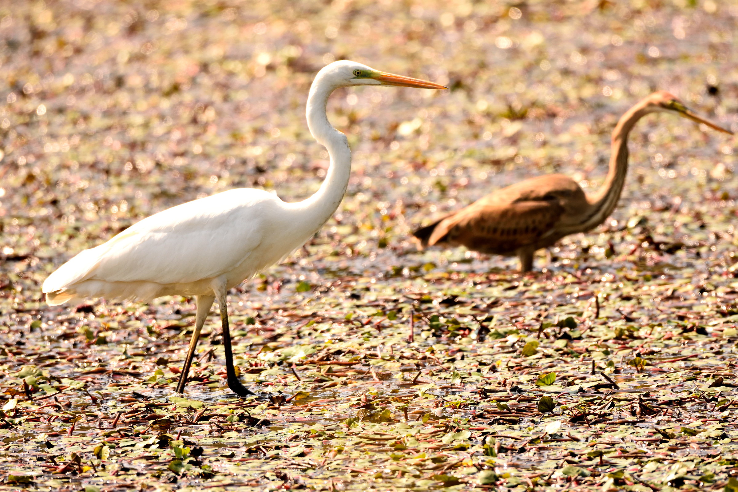 airone bianco in fase di sorpasso