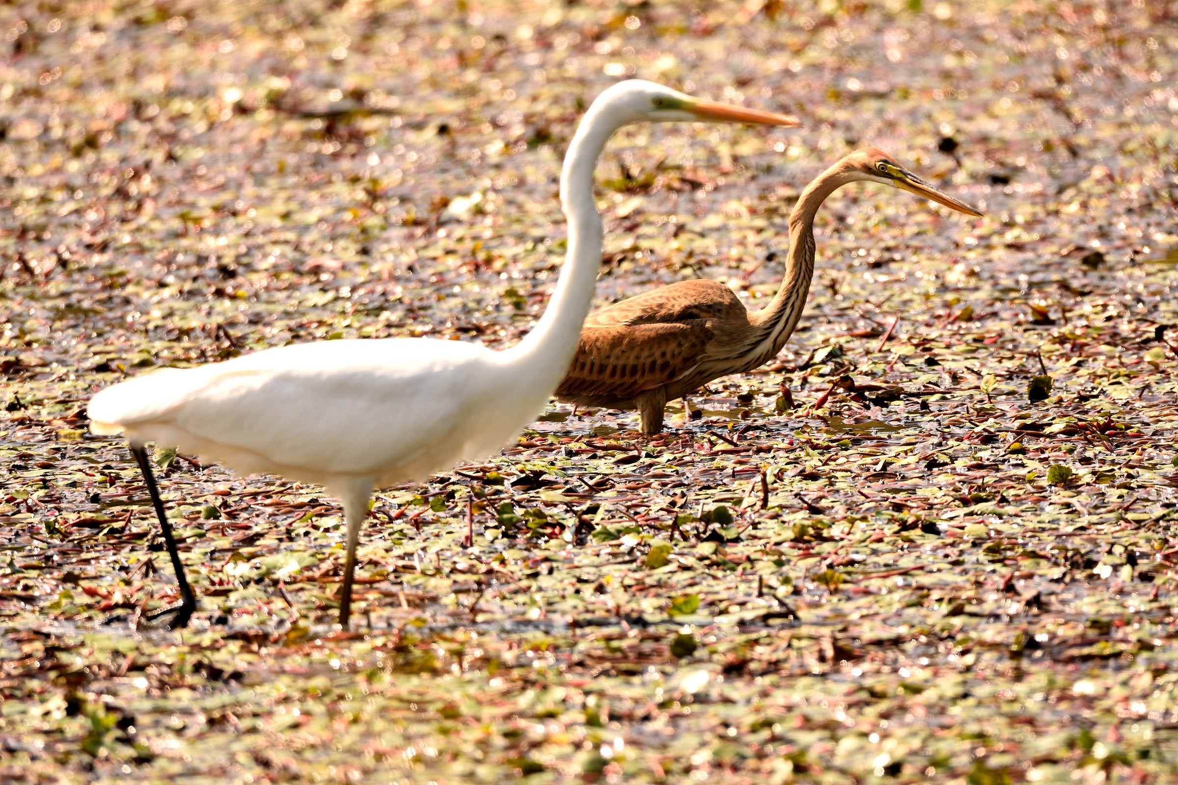 airone bianco in fase di sorpasso