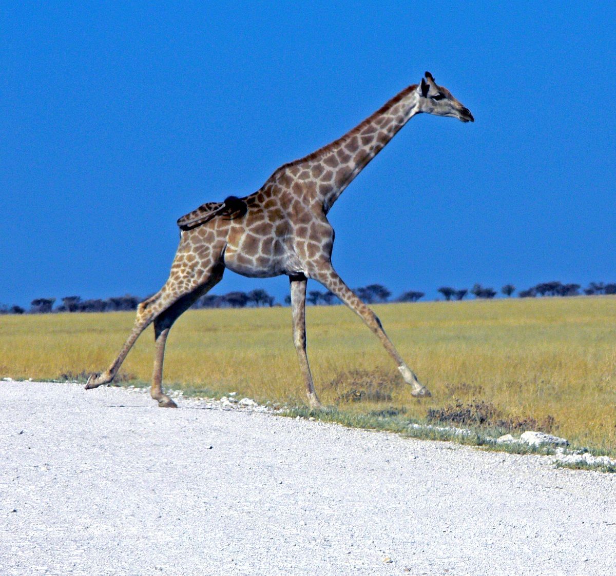 Giraffa