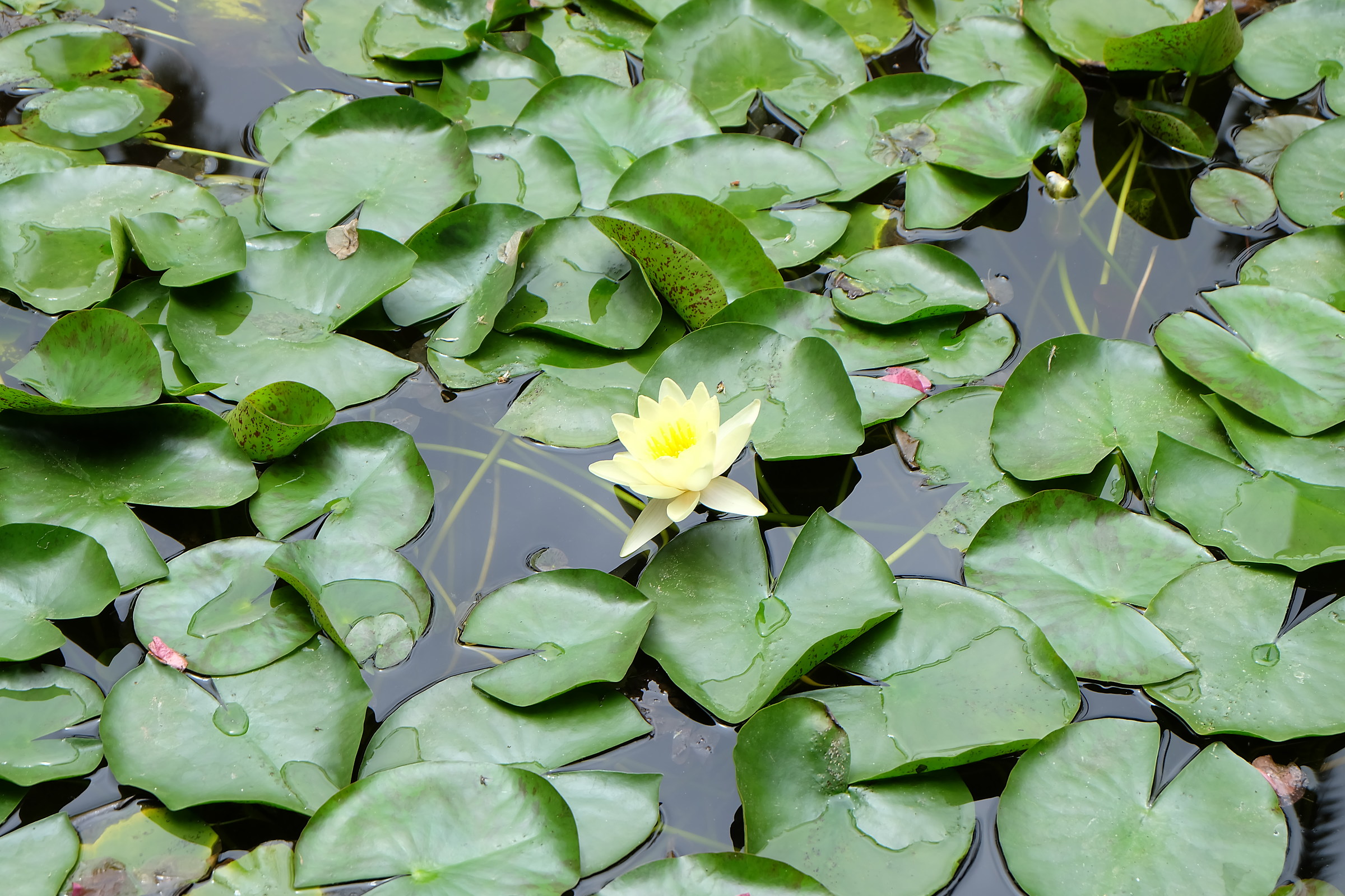 Marrakech Majorelle gardens