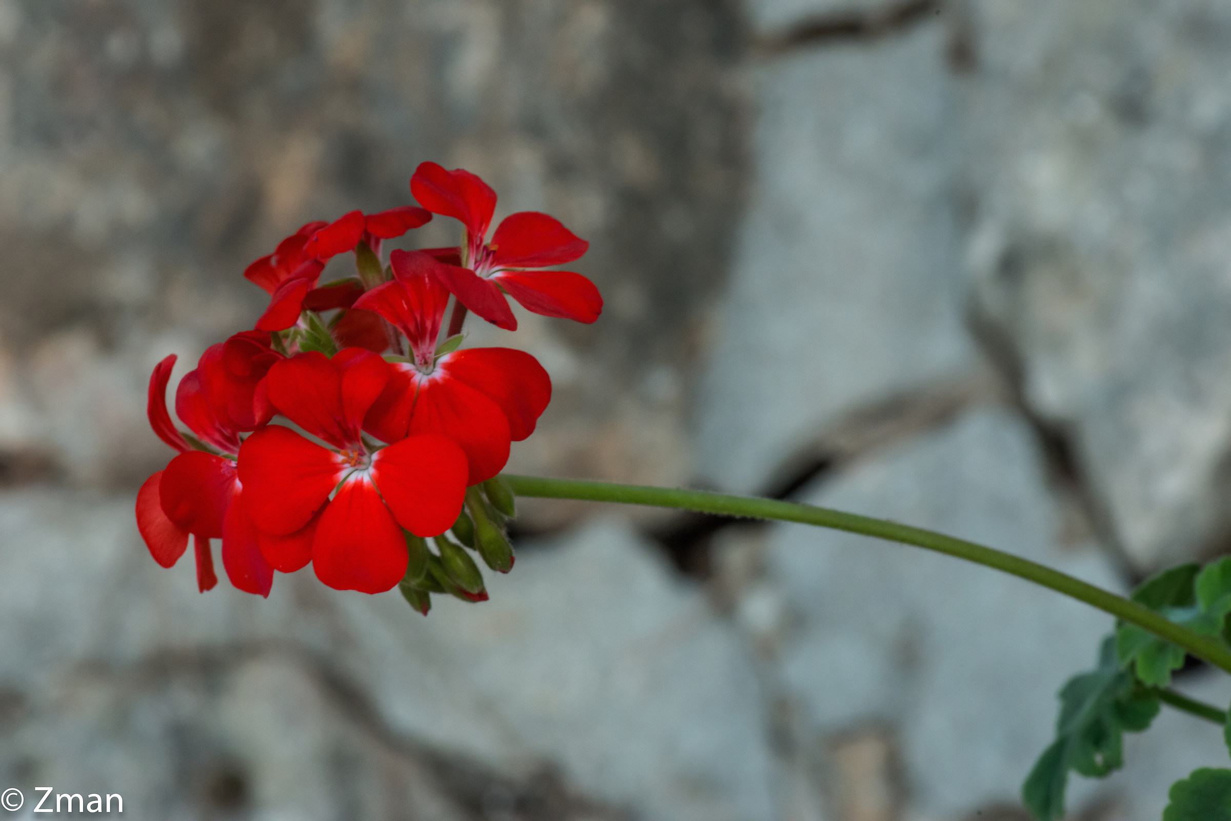 Red flowers